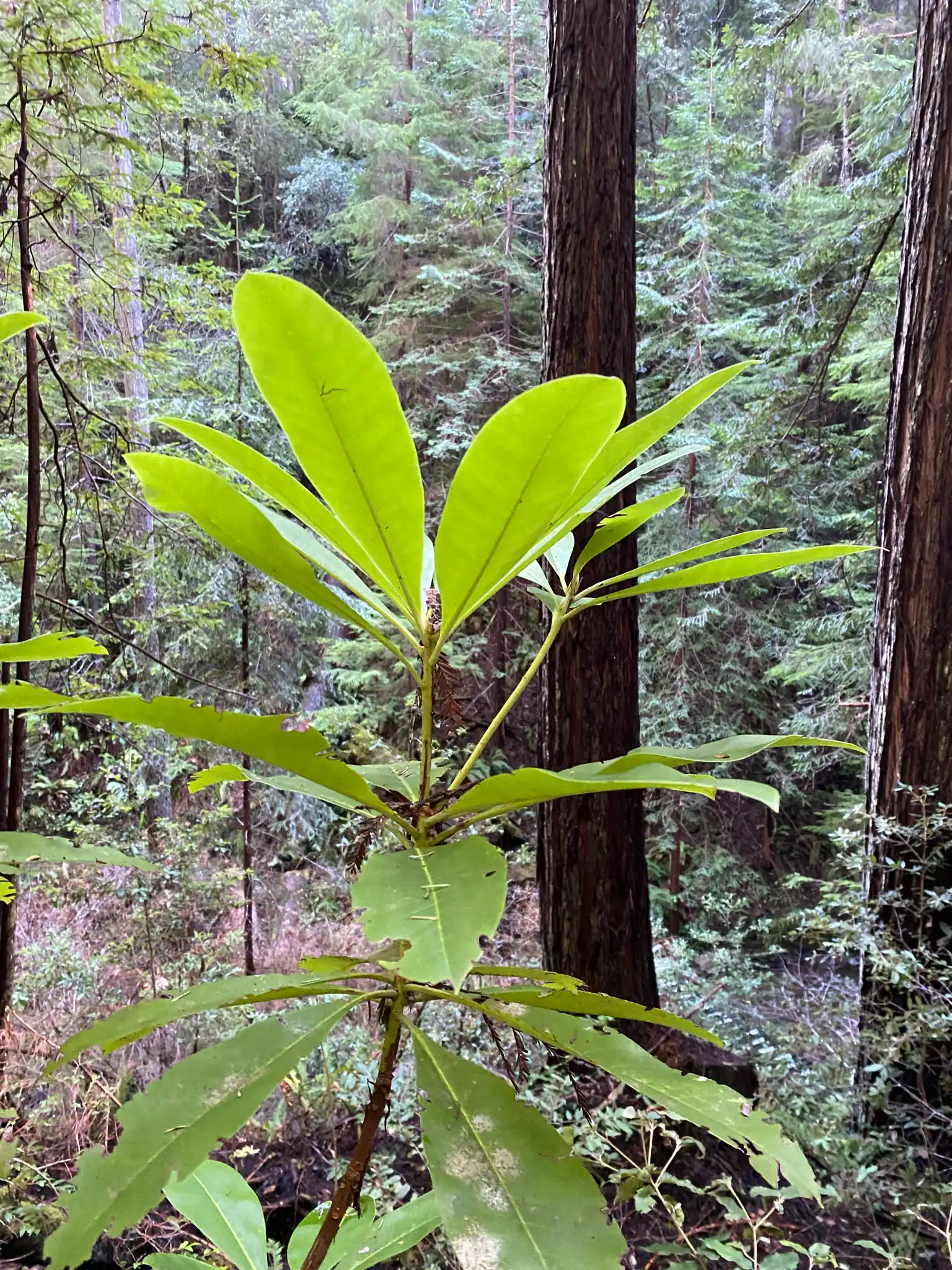 Pacific Rhododendron