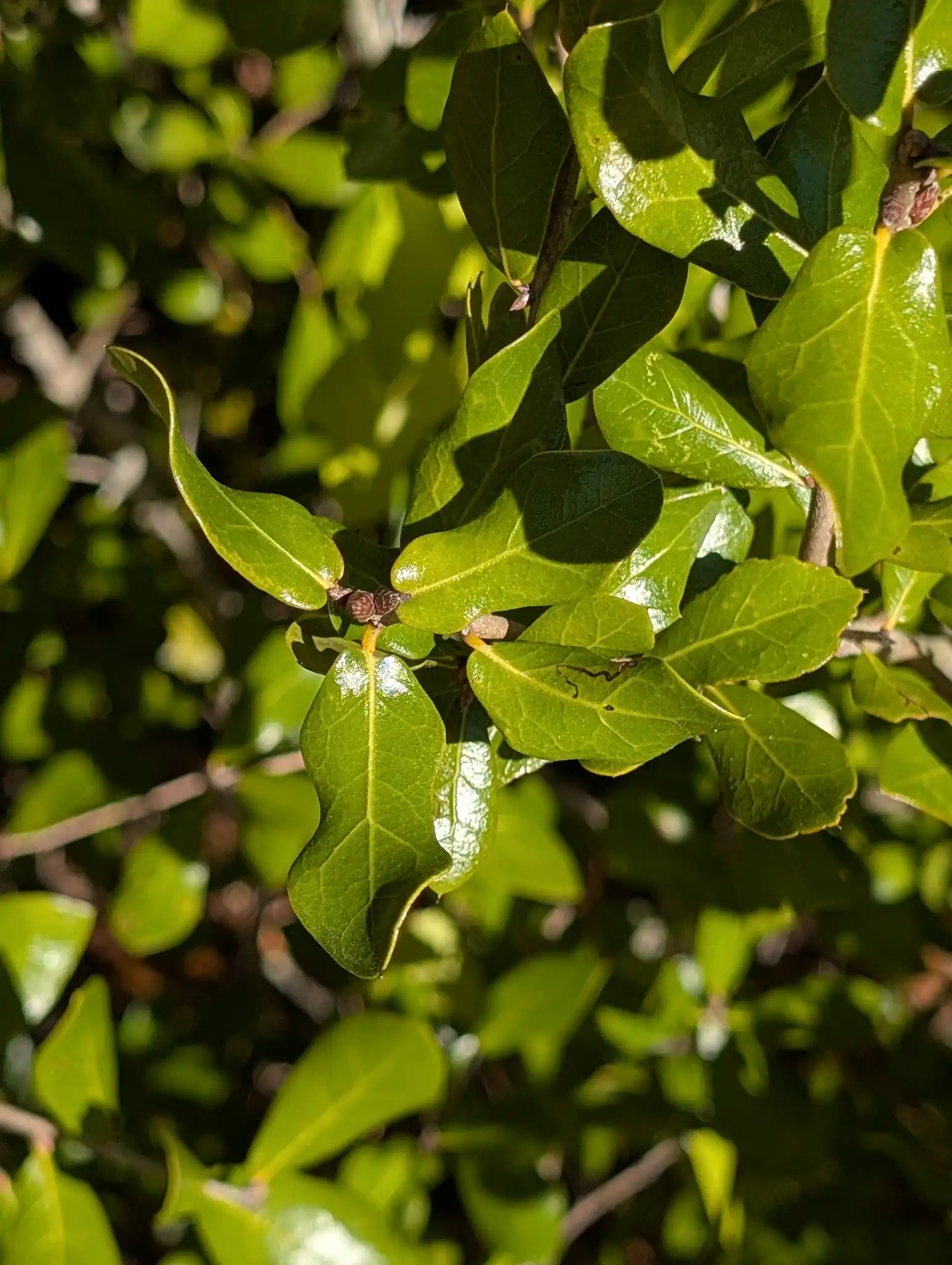Myrtle Oak
