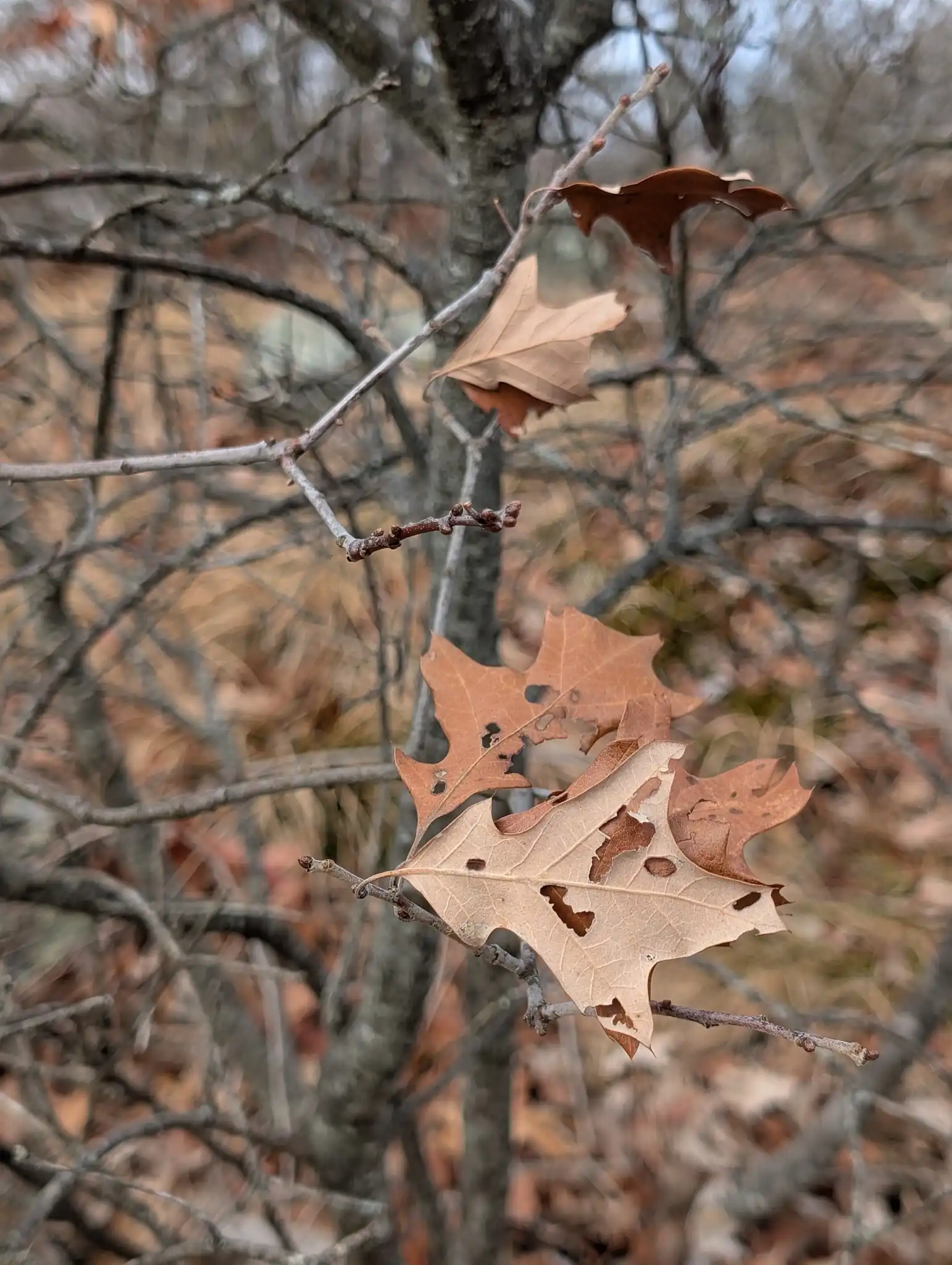 Bear Oak
