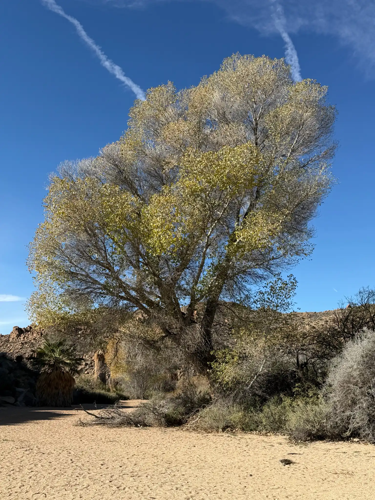 Fremont Cottonwood