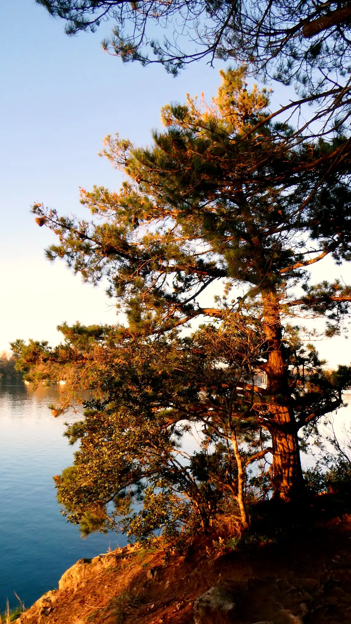 Monterey Pine