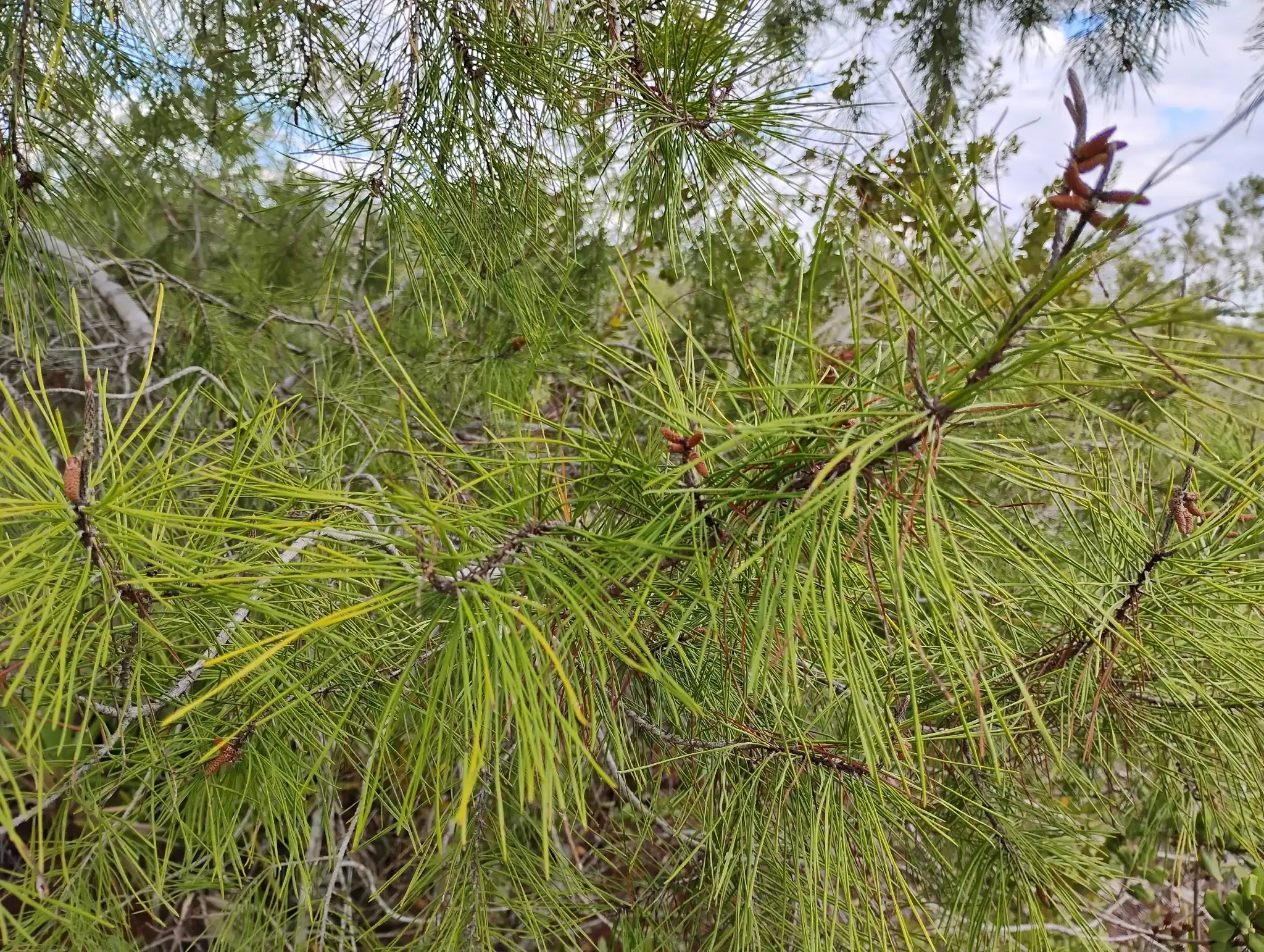 Sand Pine