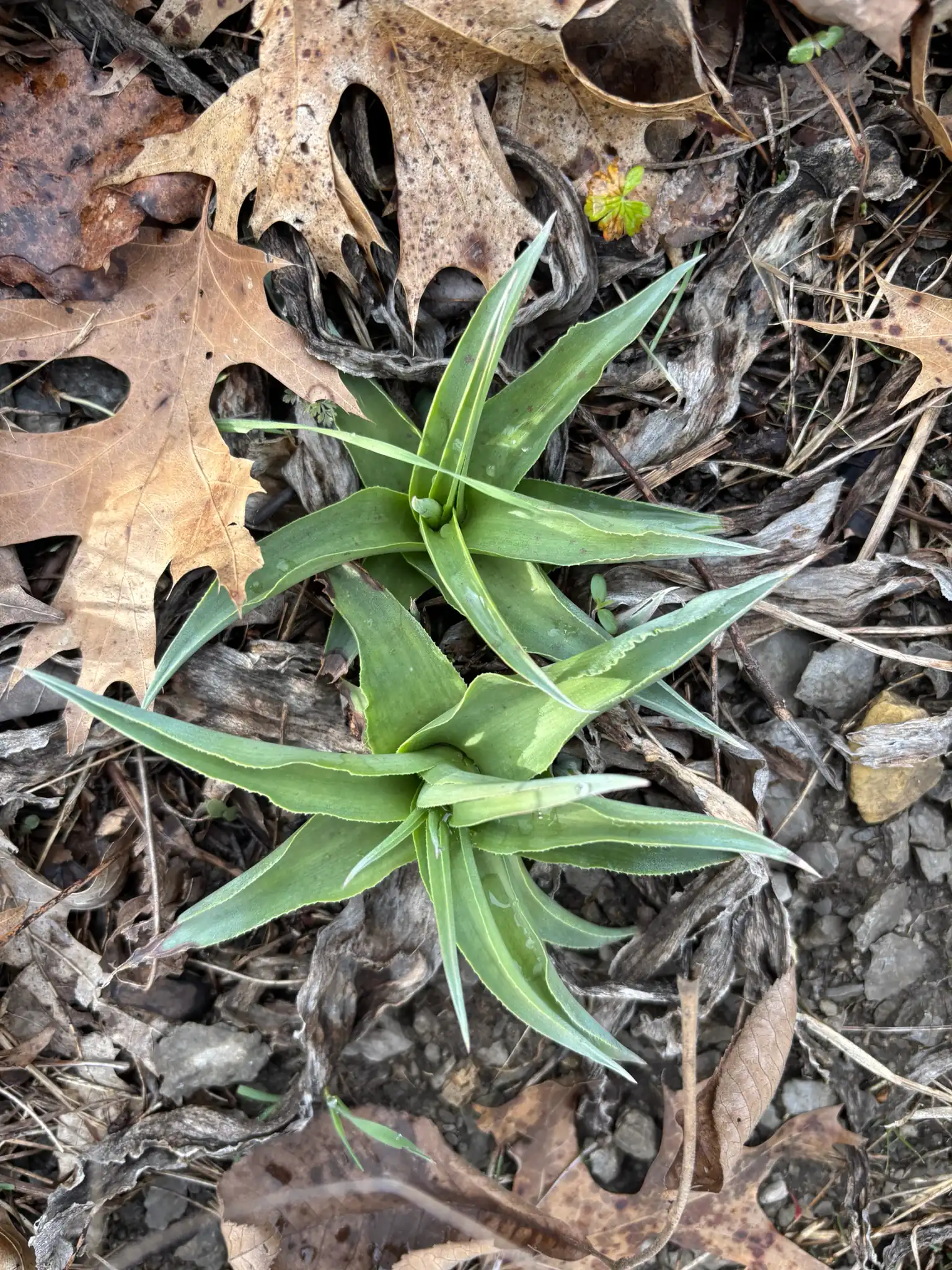 False Aloe