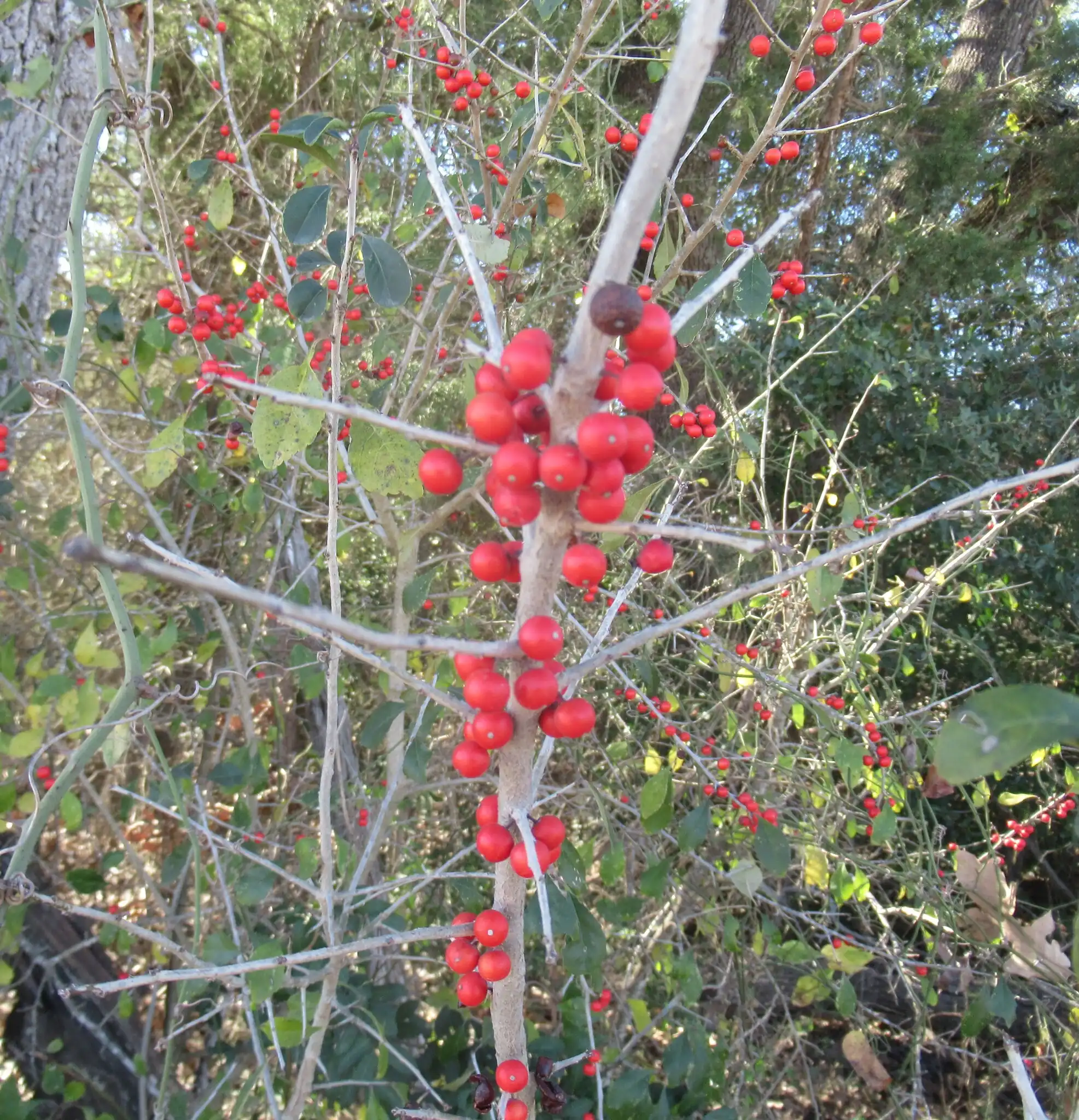 Possumhaw