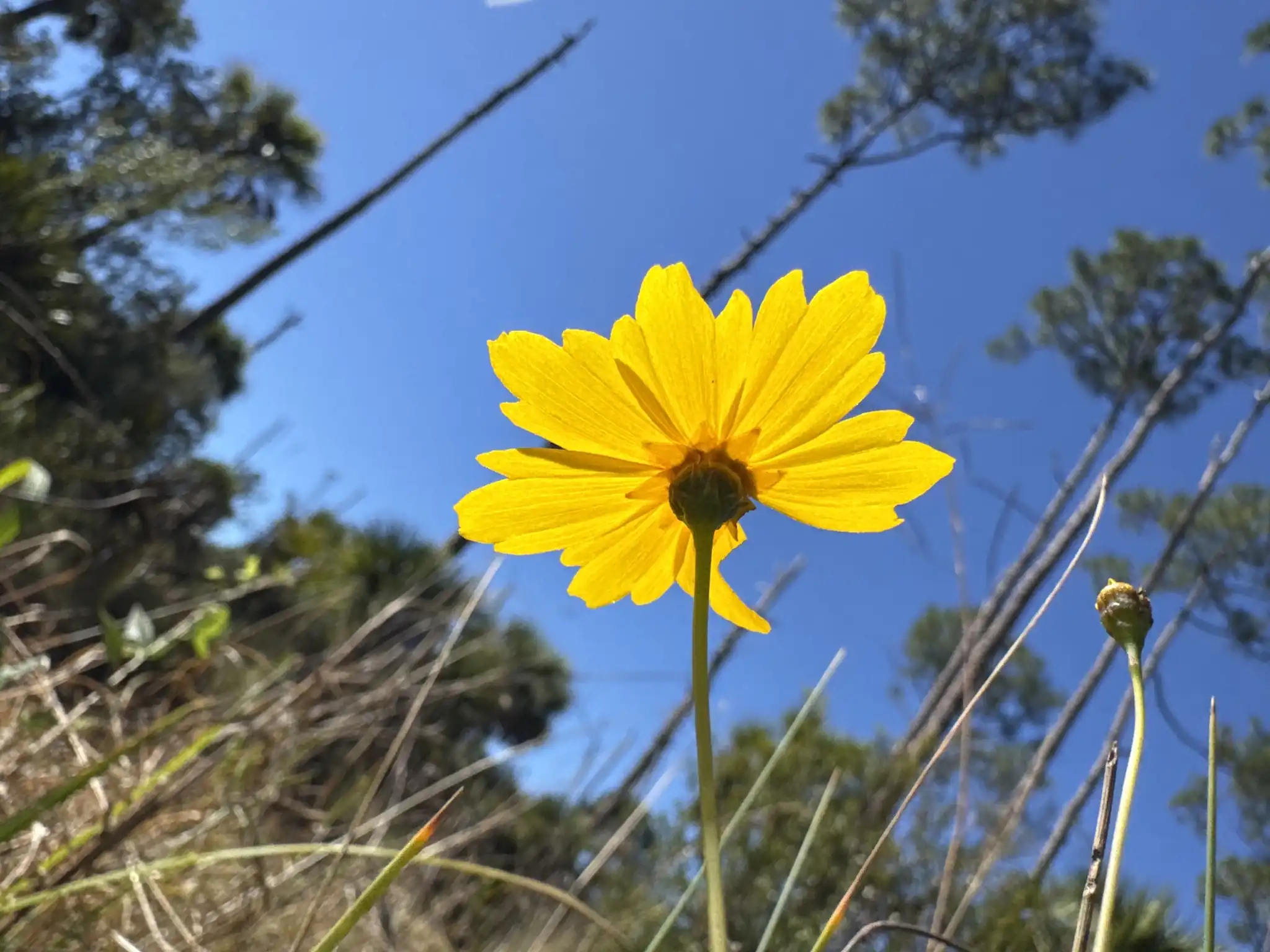 Leavenworth's Tickseed