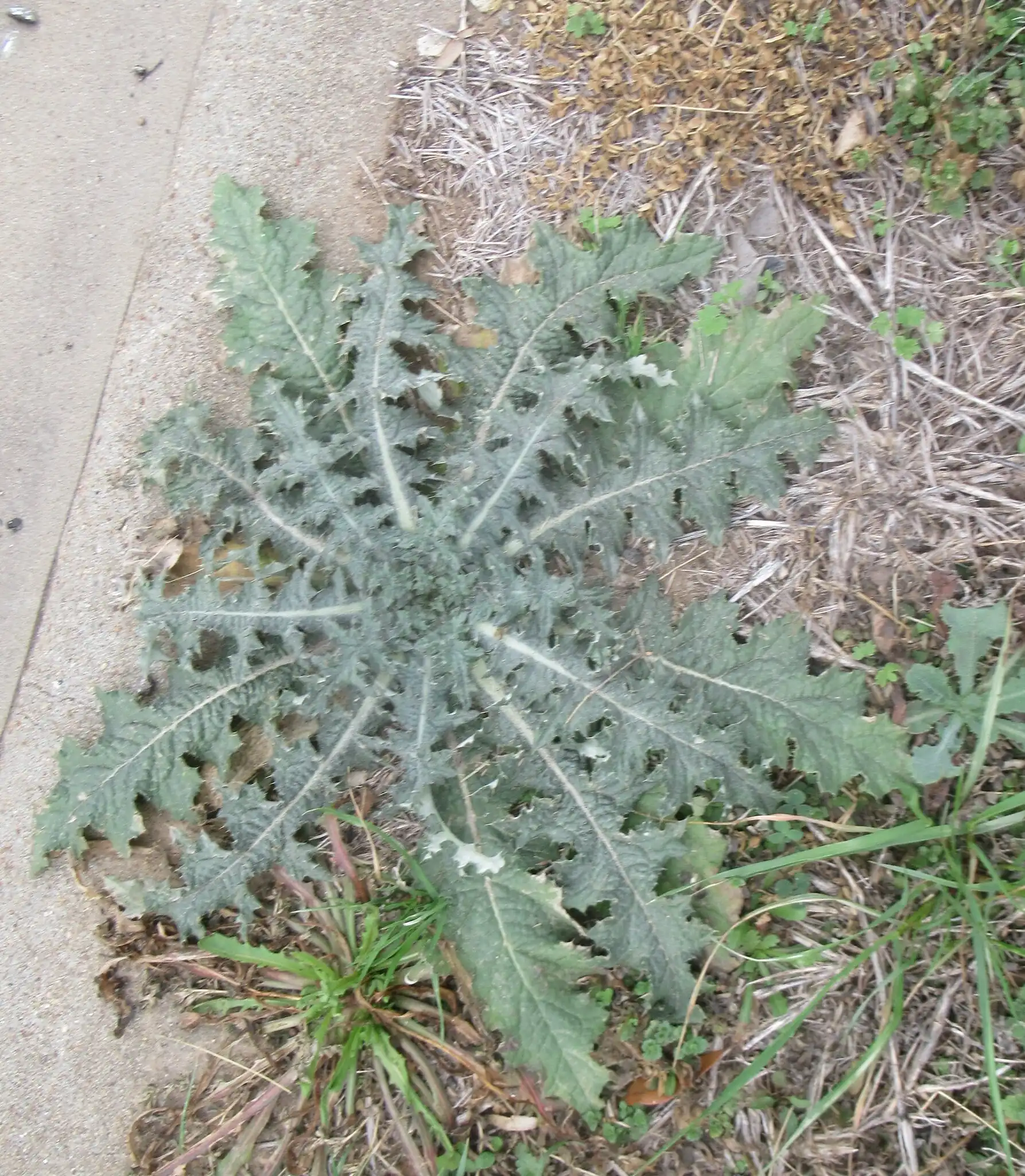 Texas Thistle