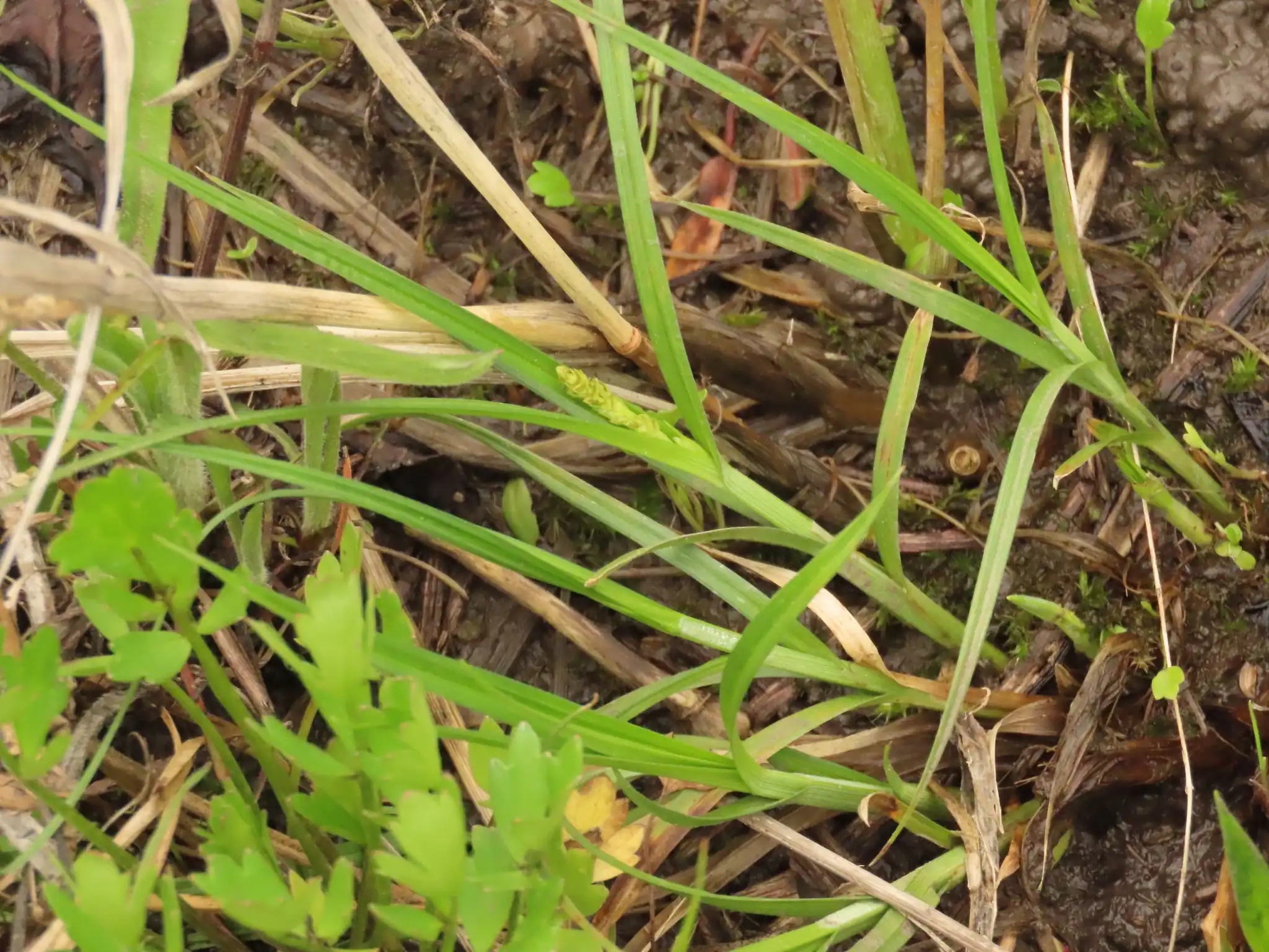 Dense Sedge