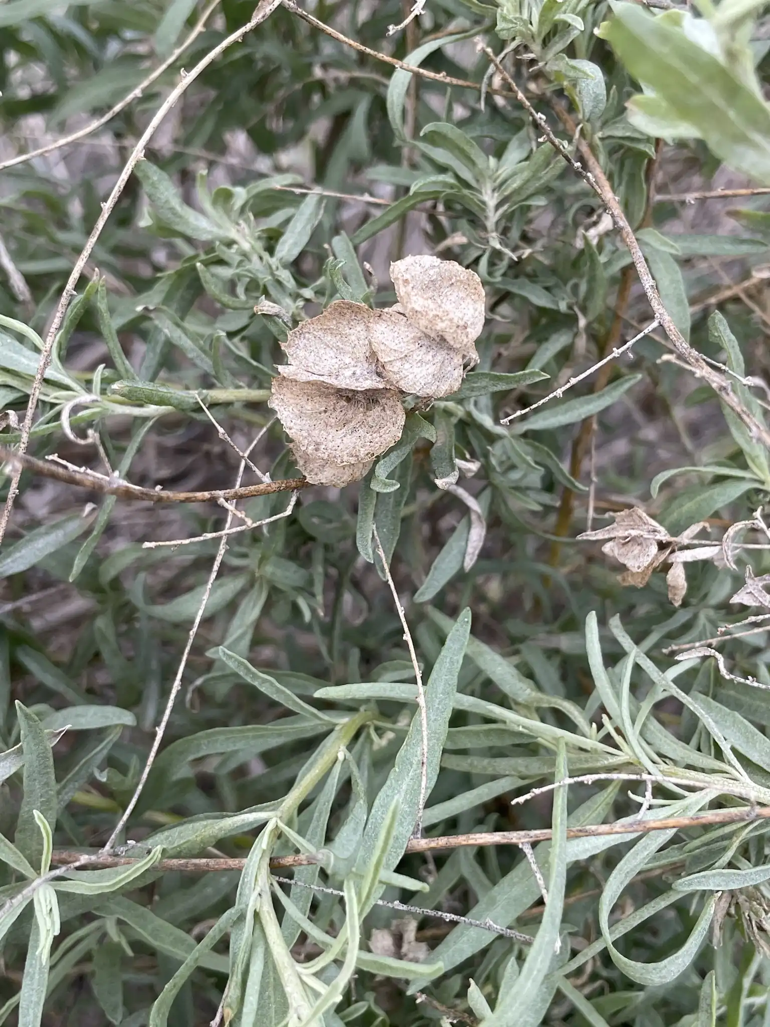 Fourwing Saltbush