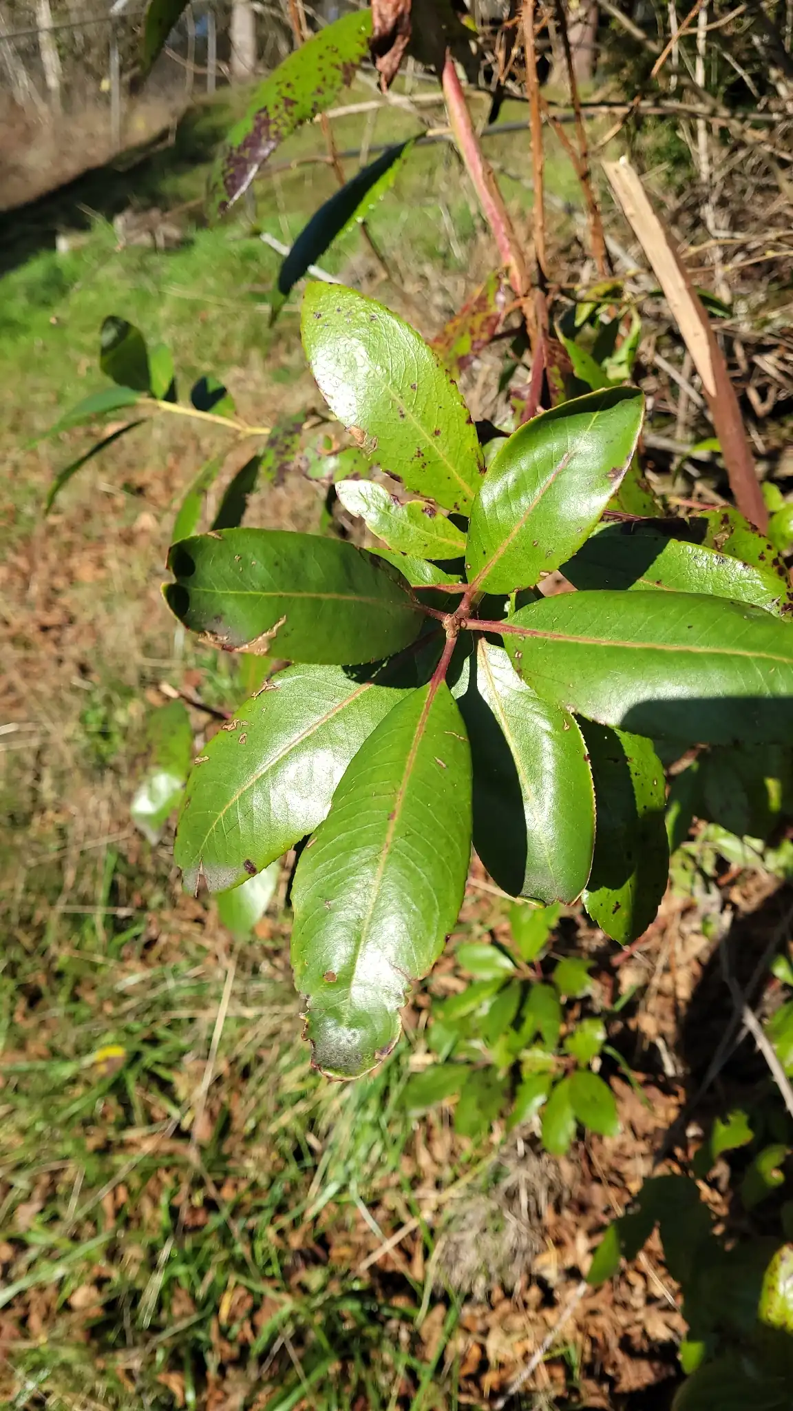 Pacific Madrone