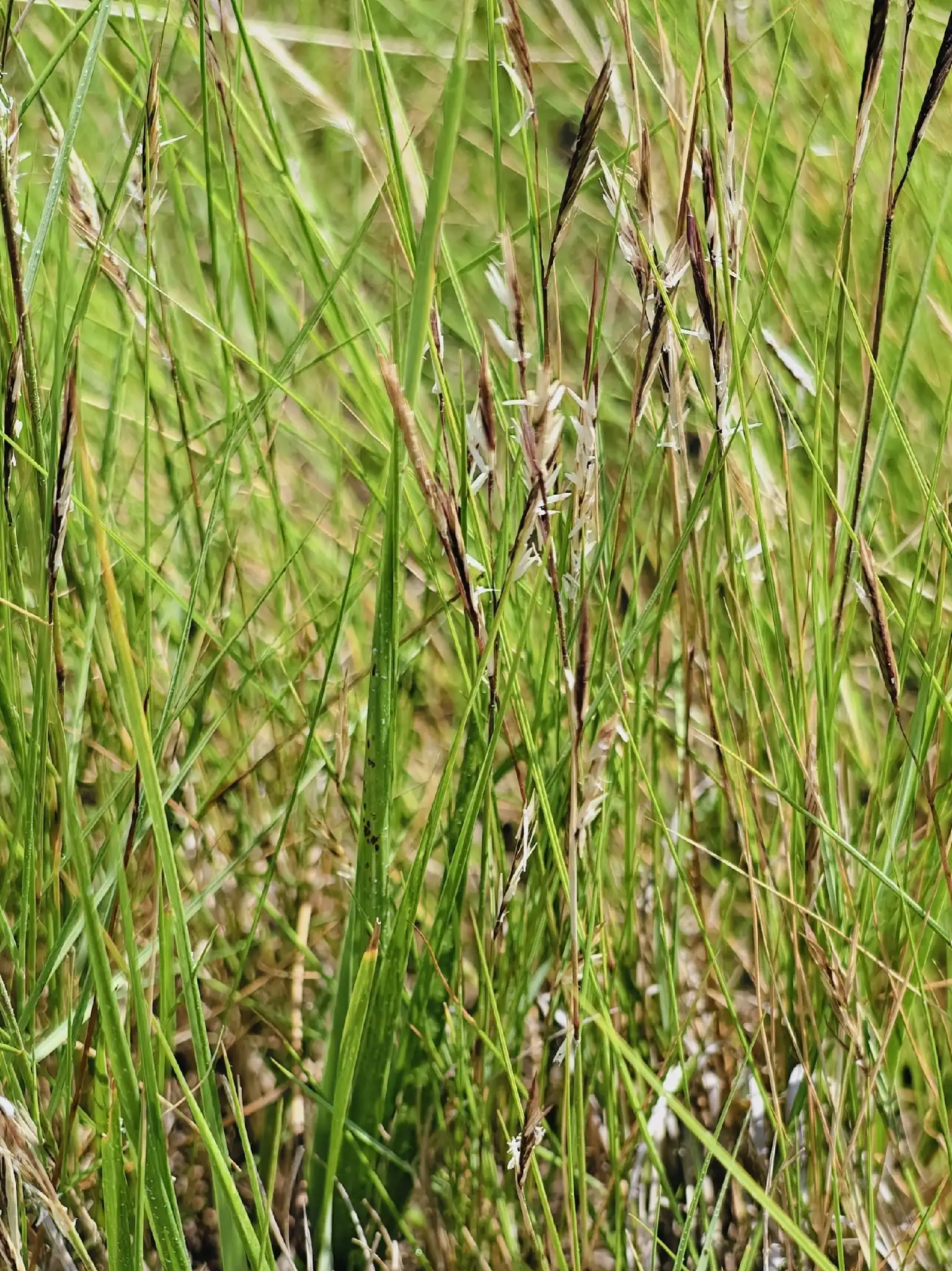 Saltmeadow Cordgrass