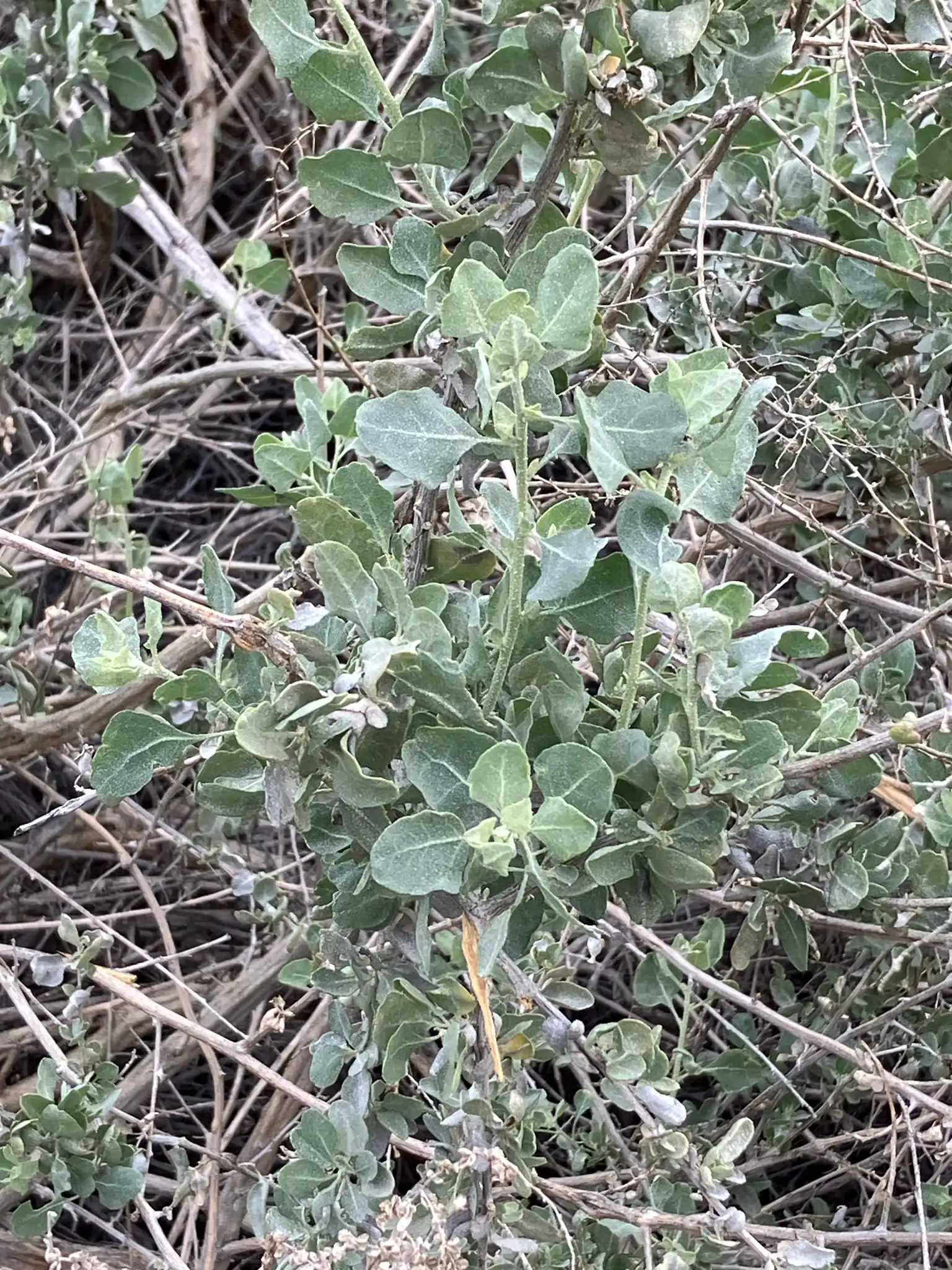Big Saltbush