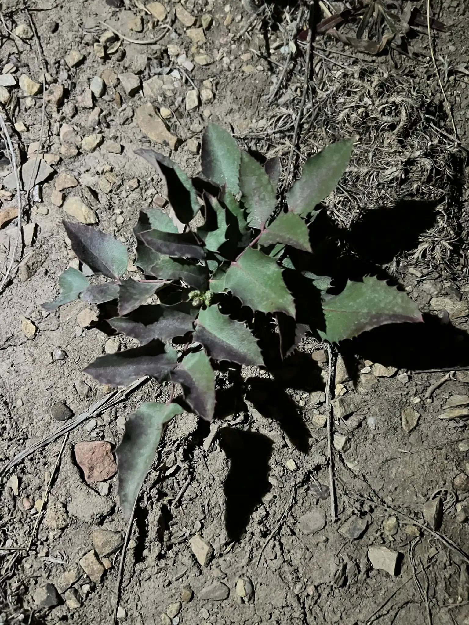 Creeping Oregon-Grape