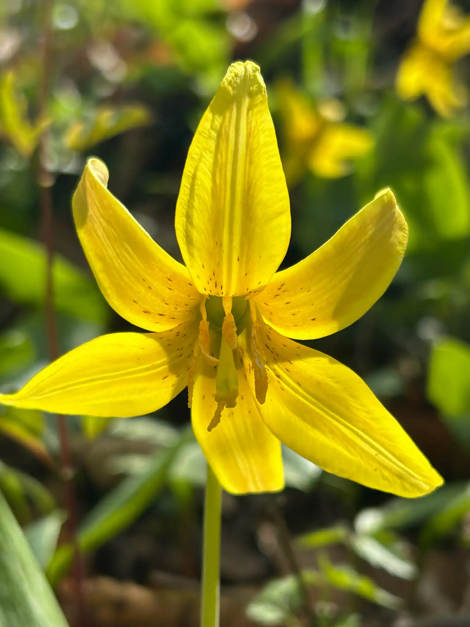 Yellow Trout-lily