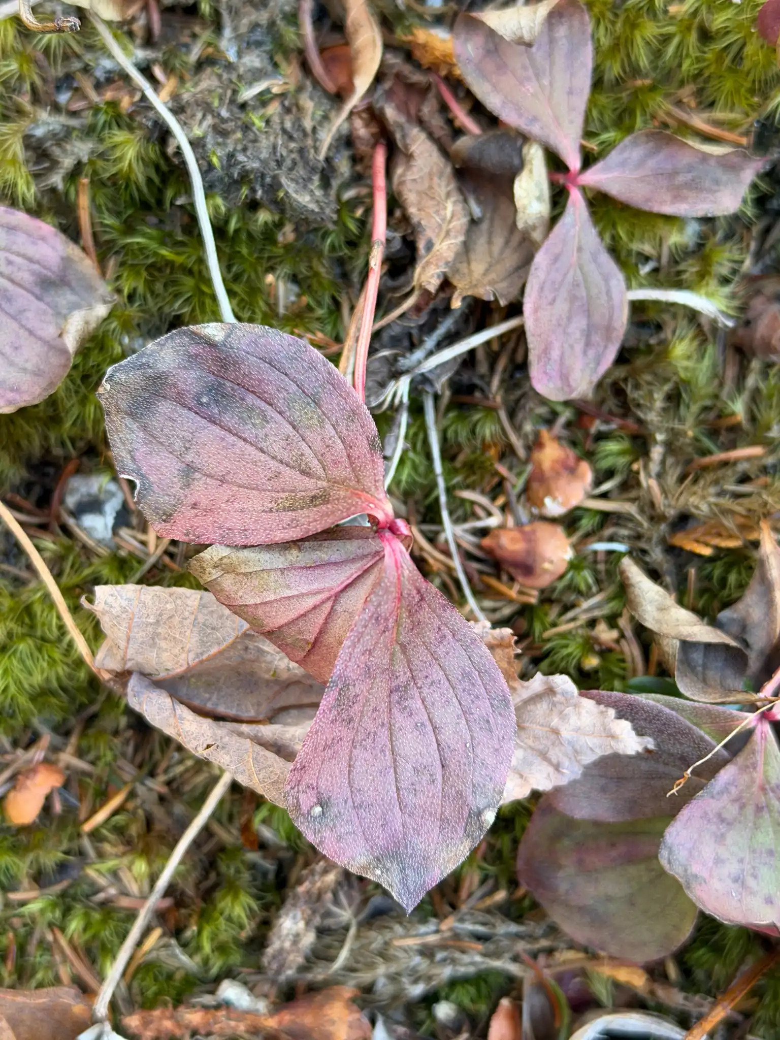 Bunchberry