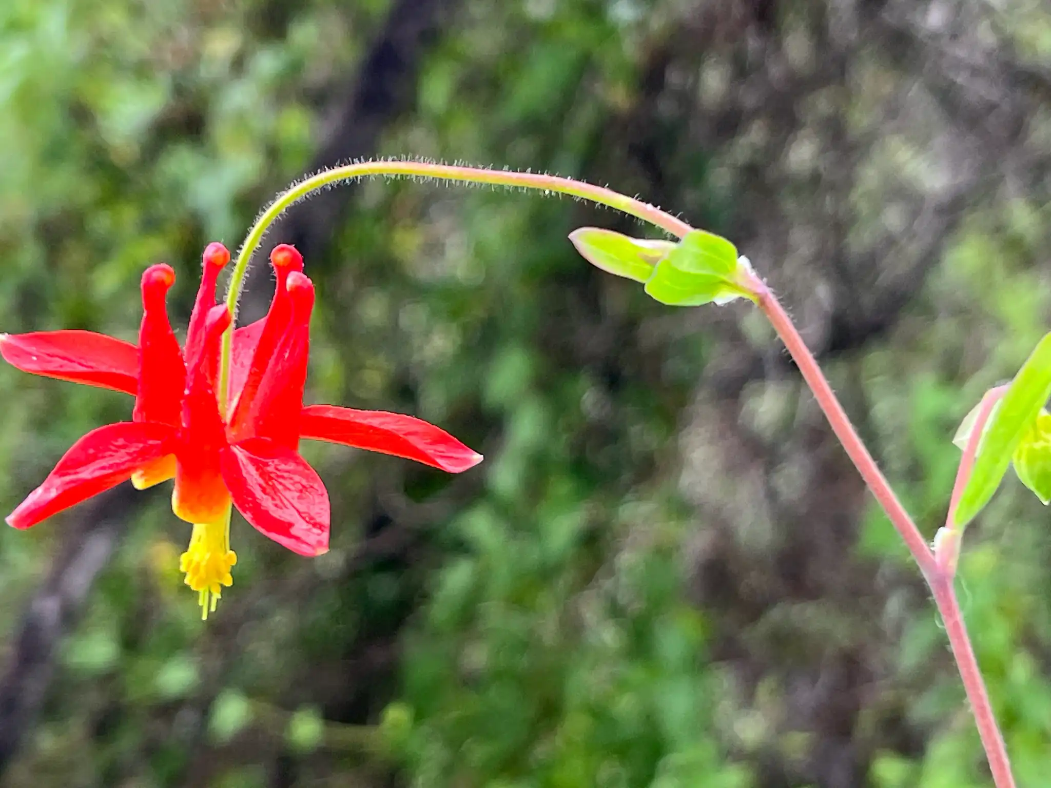 Western Columbine