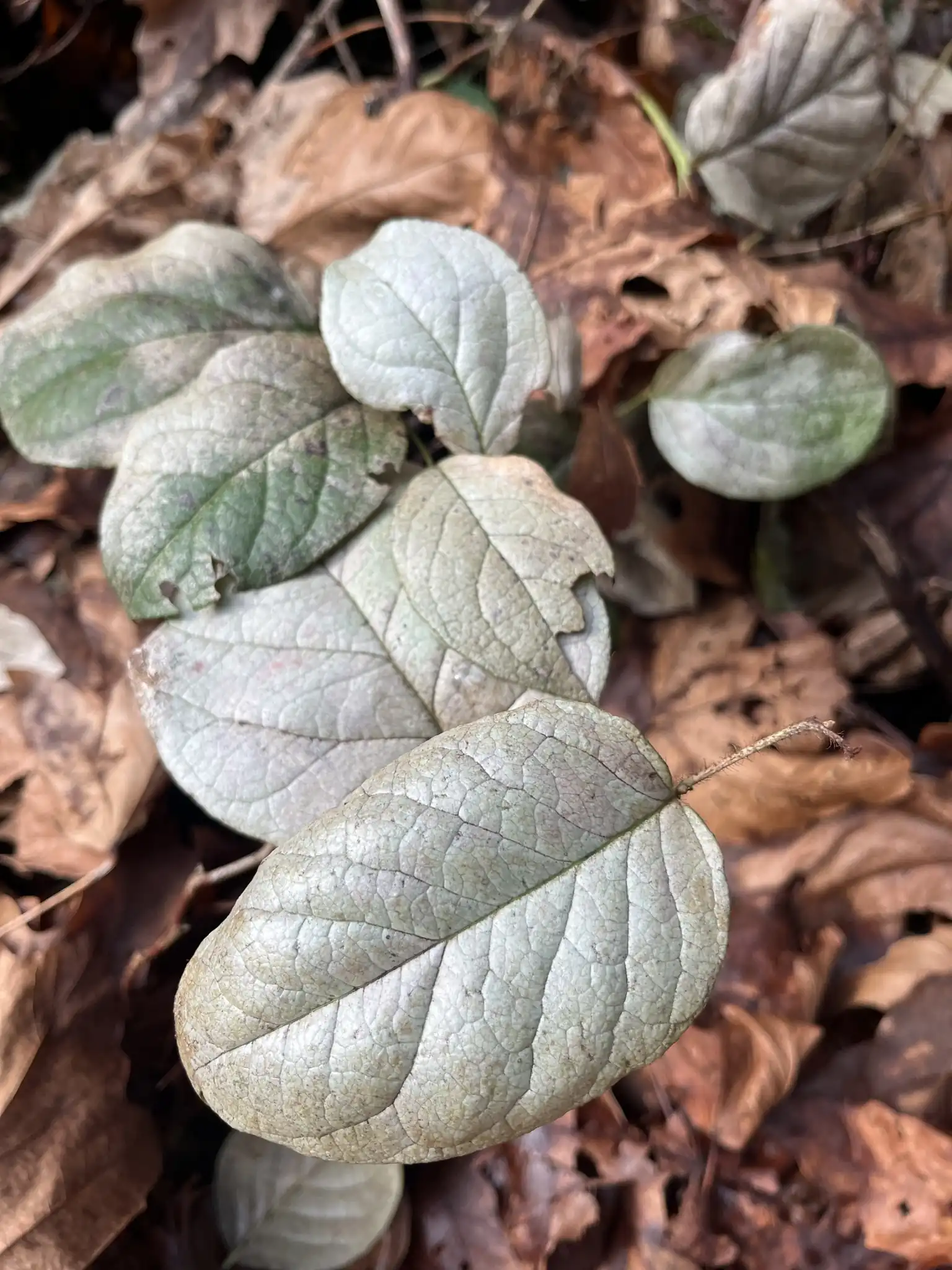 Salal