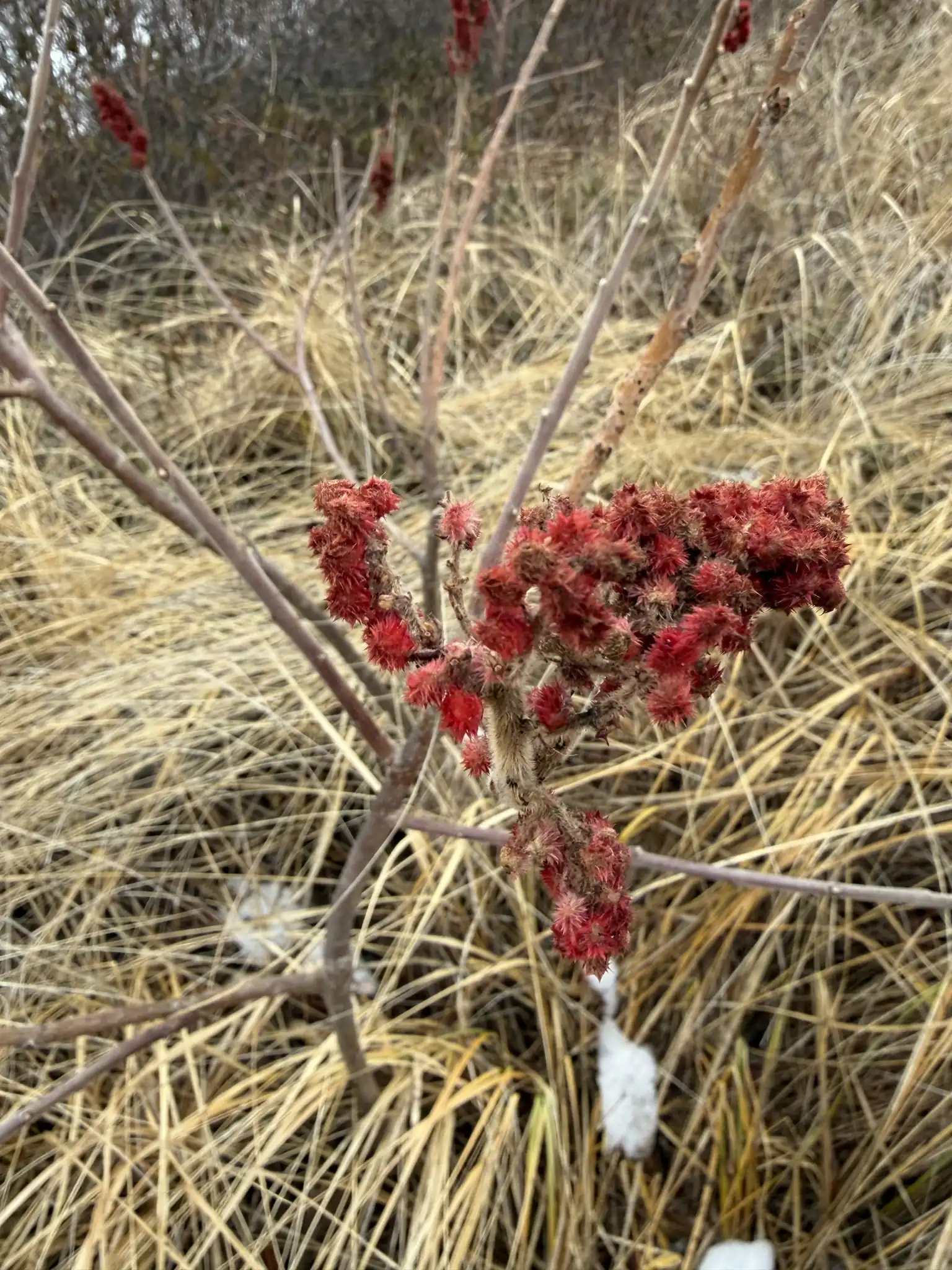 Staghorn Sumac