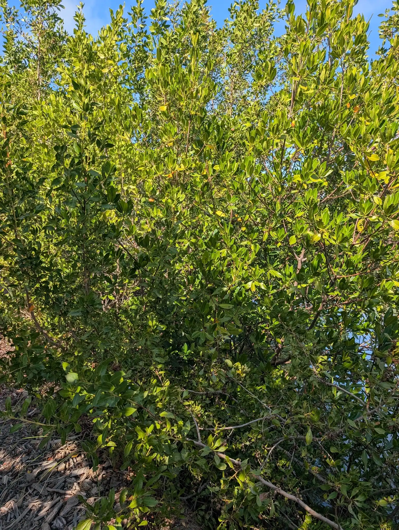 Buttonwood