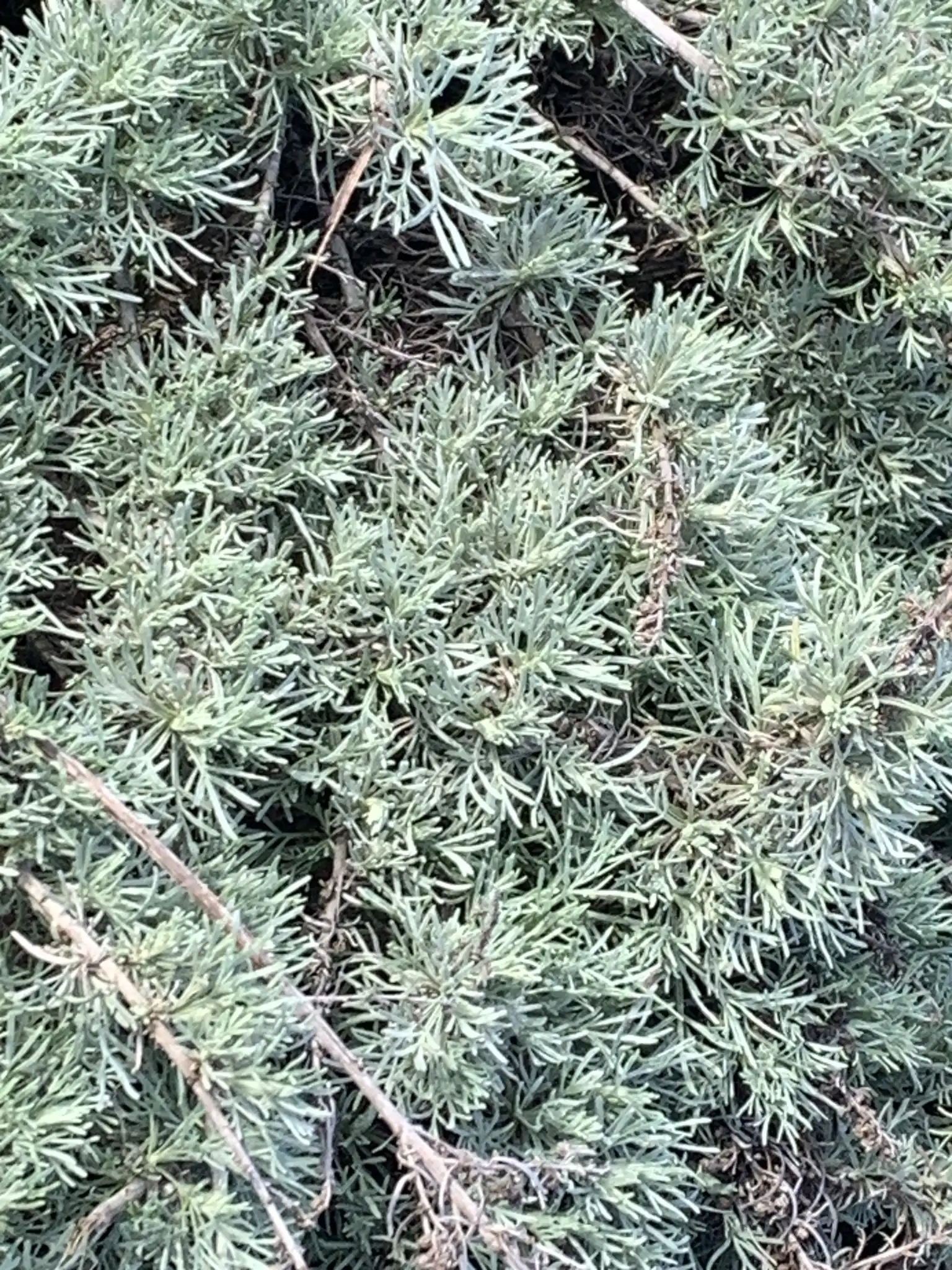 California Sagebrush