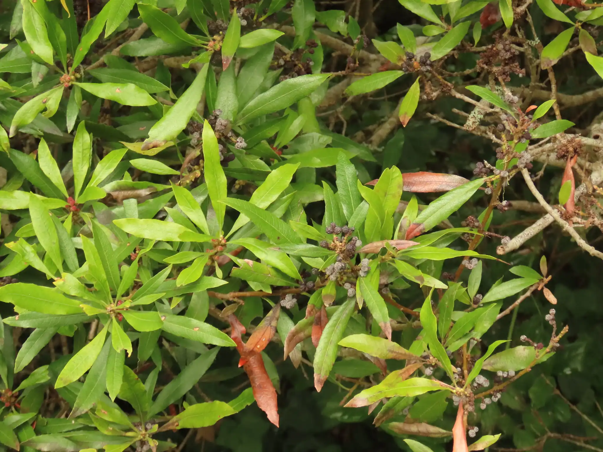 Pacific Wax Myrtle