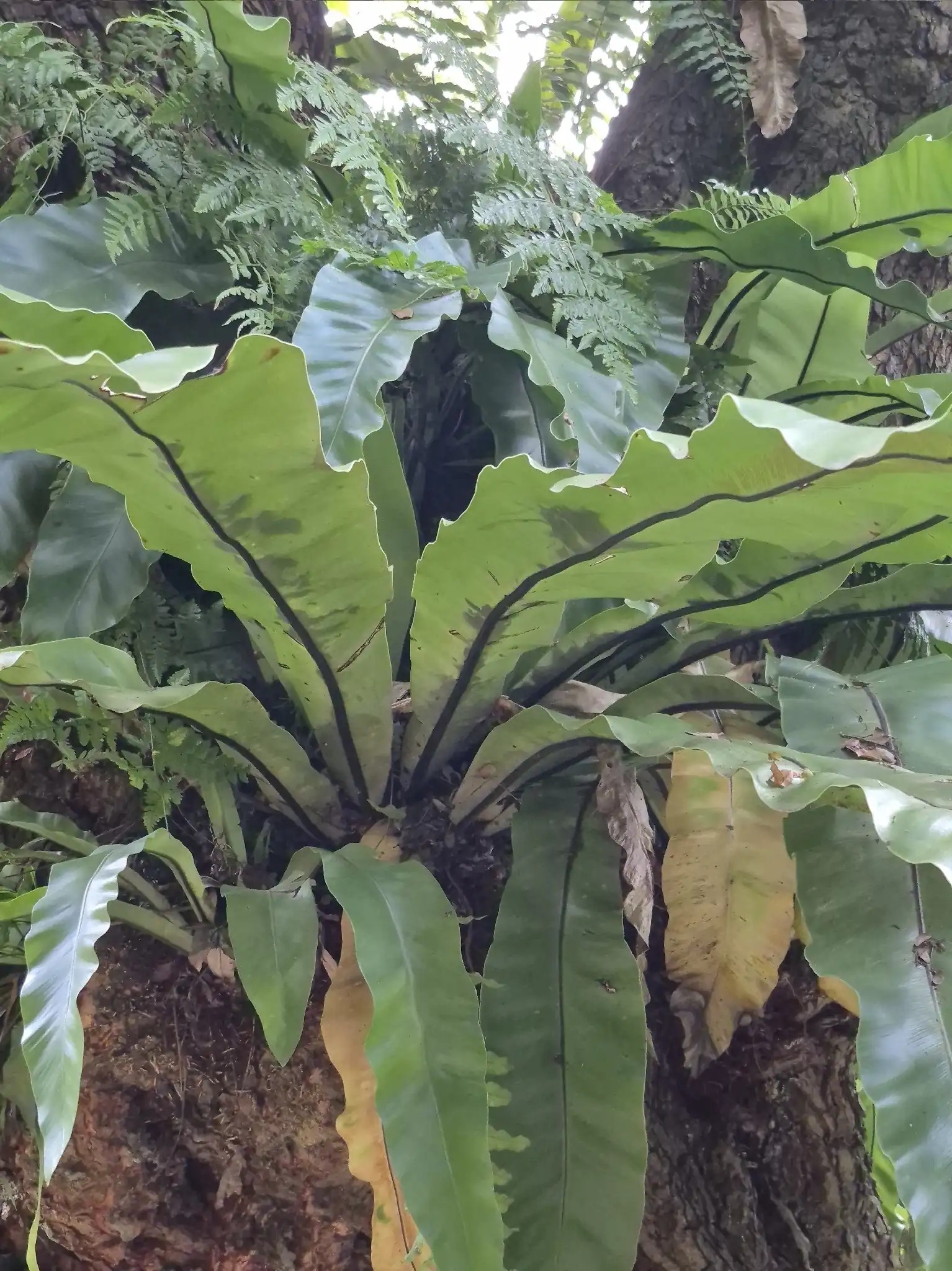 Bird's-Nest Fern