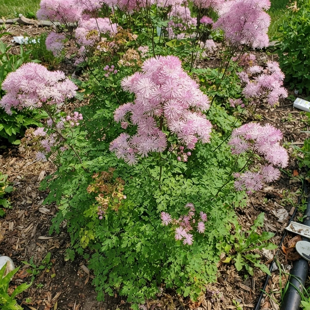 Nimbus Pink Meadow Rue
