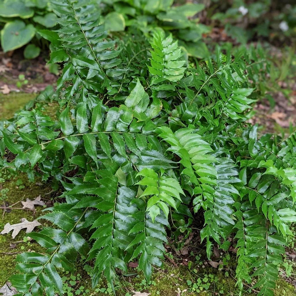 Butterfieldii Japanese Holly Fern