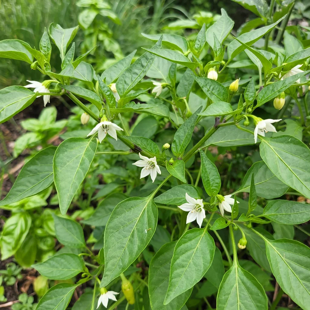 Mama Mia Giallo Pepper