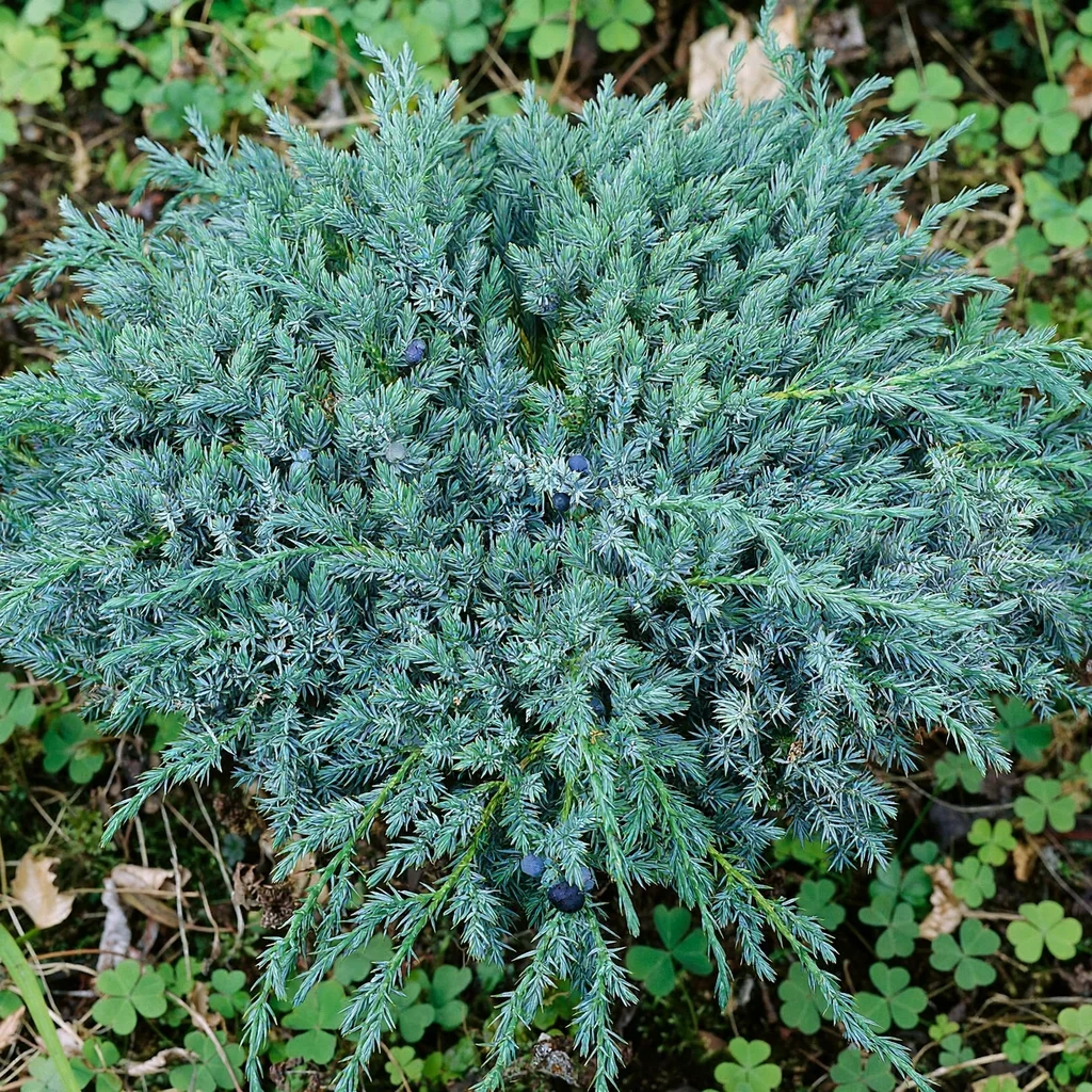 Blue Spreader Juniper
