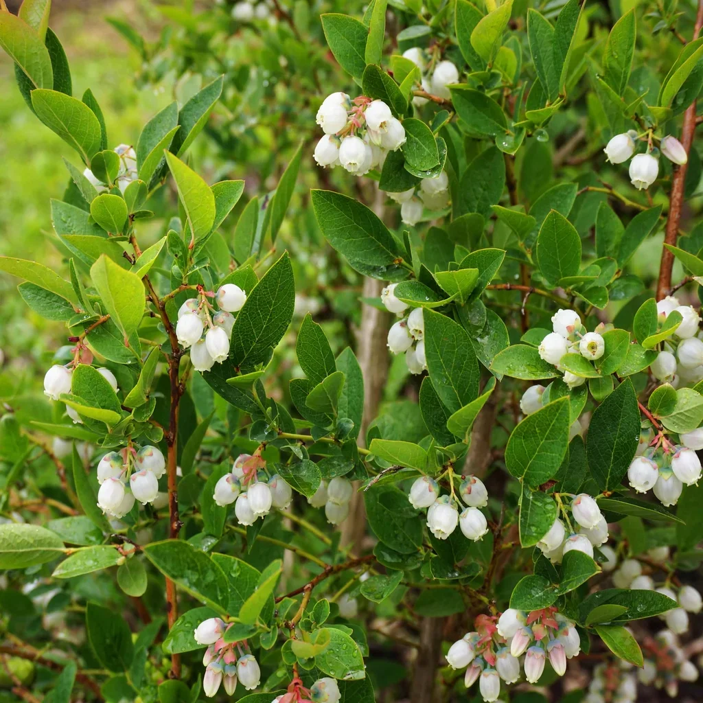Highbush Blueberry