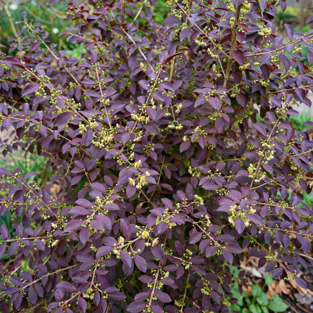 Compact Burning Bush