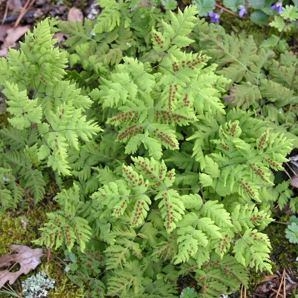 Oak Fern