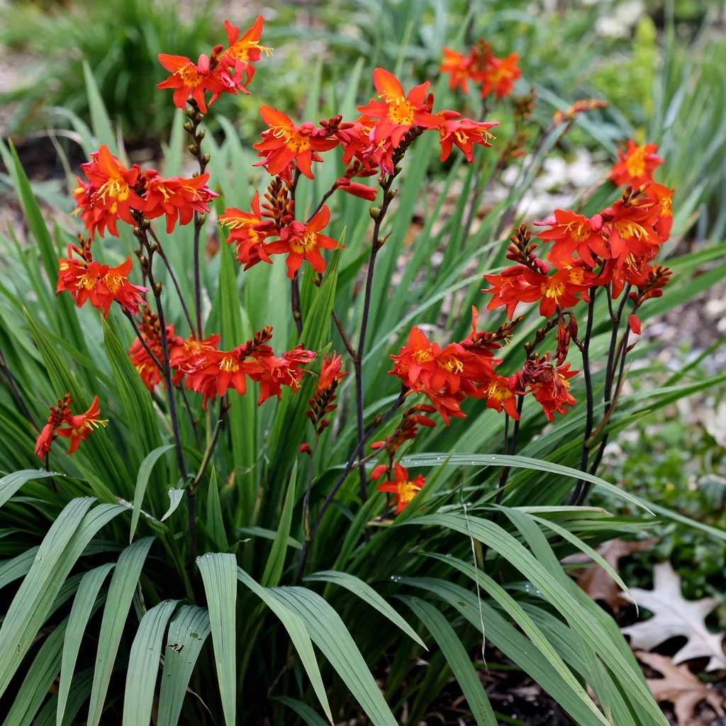Crocosmia 'Prince of Orange'