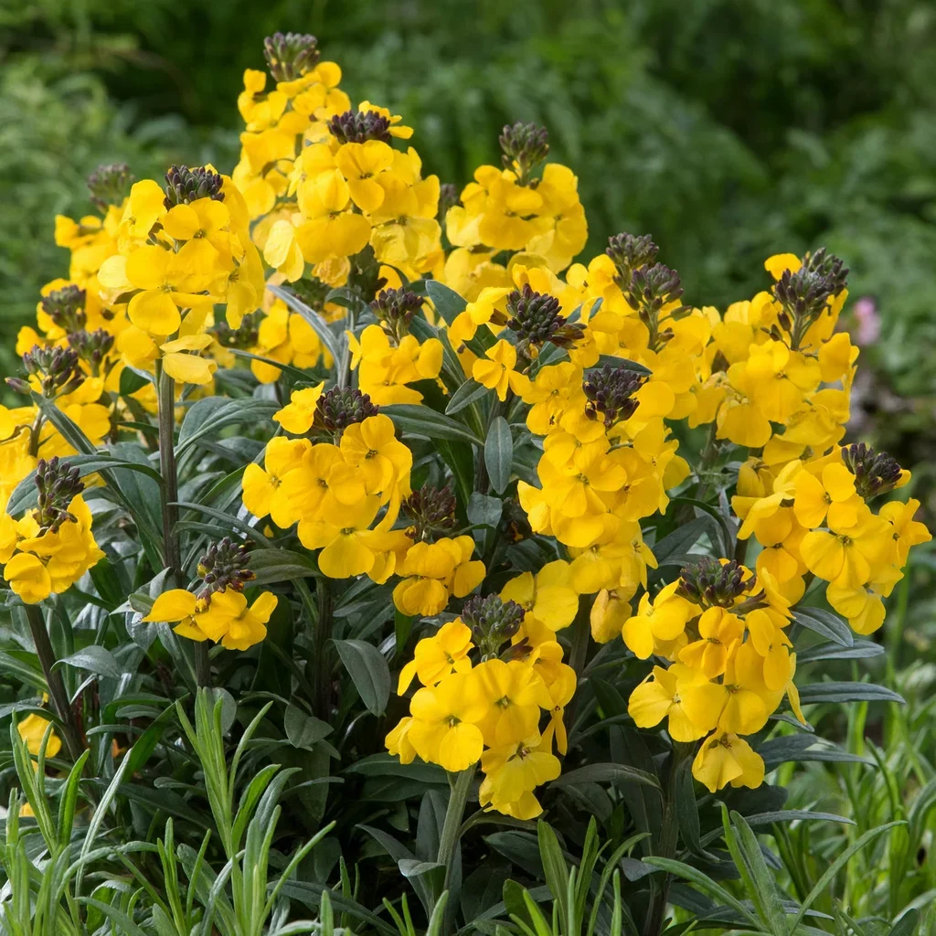 Wallflower 'Walberton's Fragrant Sunshine'