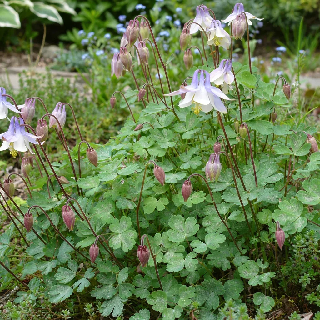 BSWJ 7965 Rock's Columbine