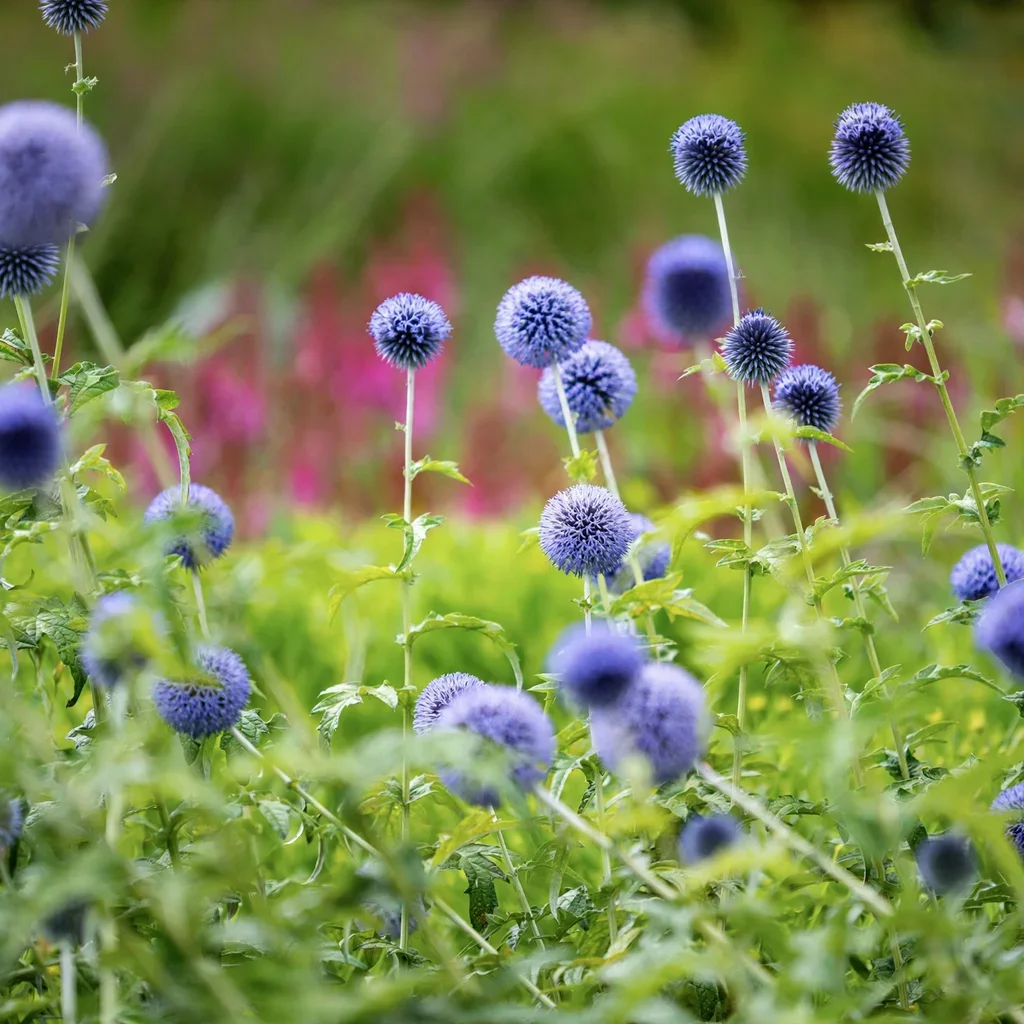 Taplow Blue Globe Thistle