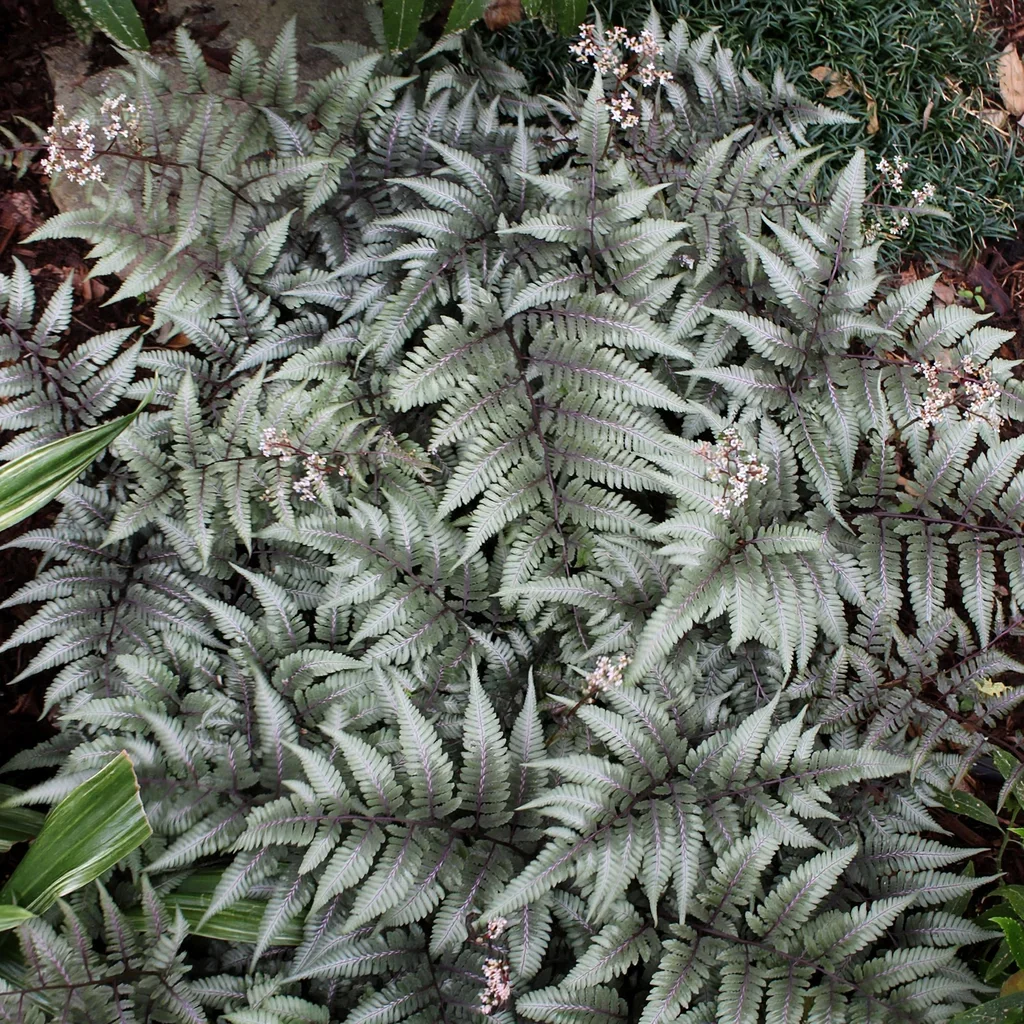 Crested Surf Japanese Painted Fern