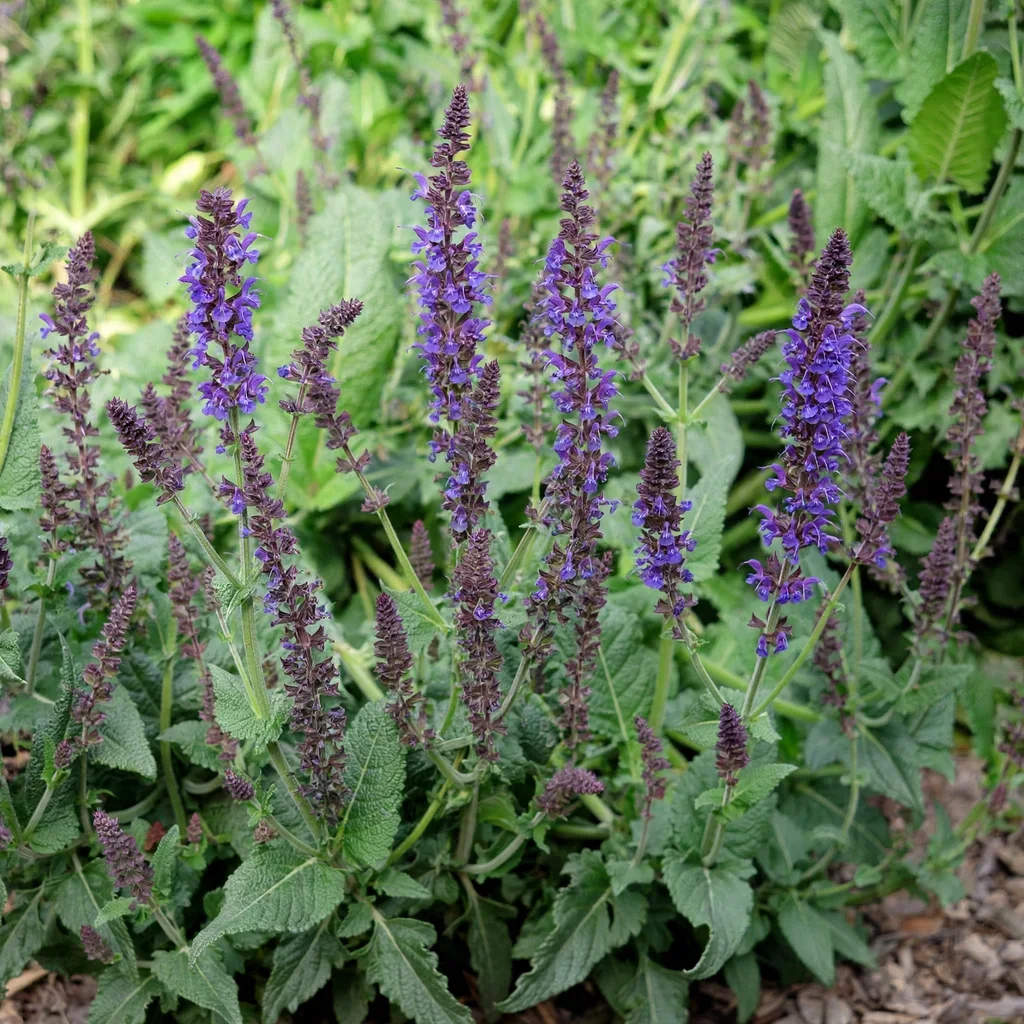 Wood Sage