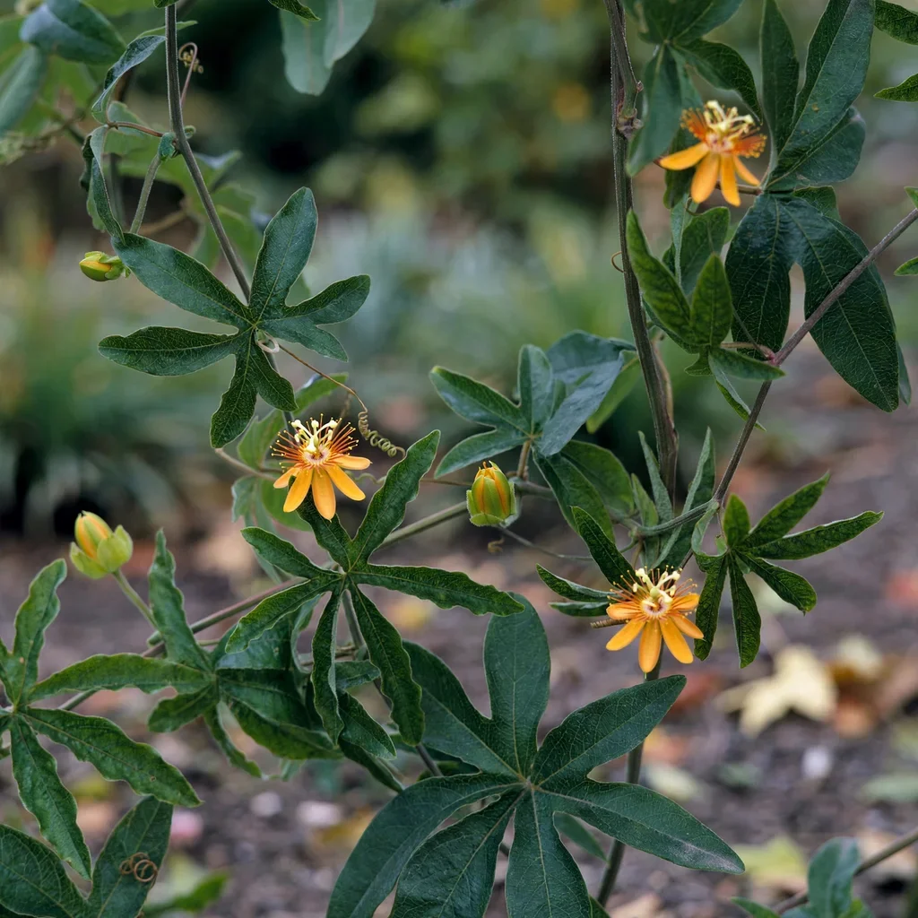 Yellow Passion Flower
