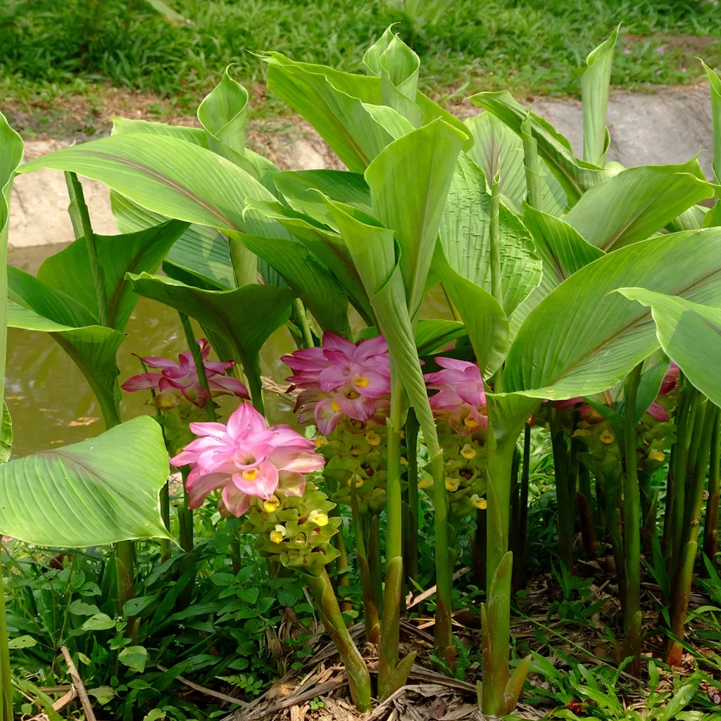 Hidden Ginger
