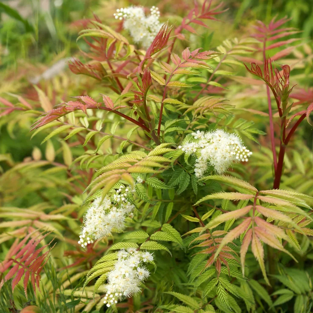 Color Flash False Spirea