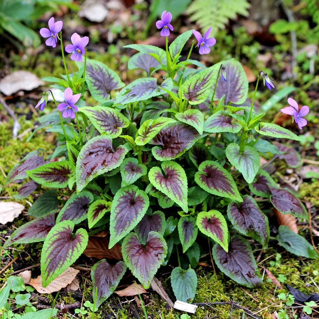 Heartthrob Korean Violet
