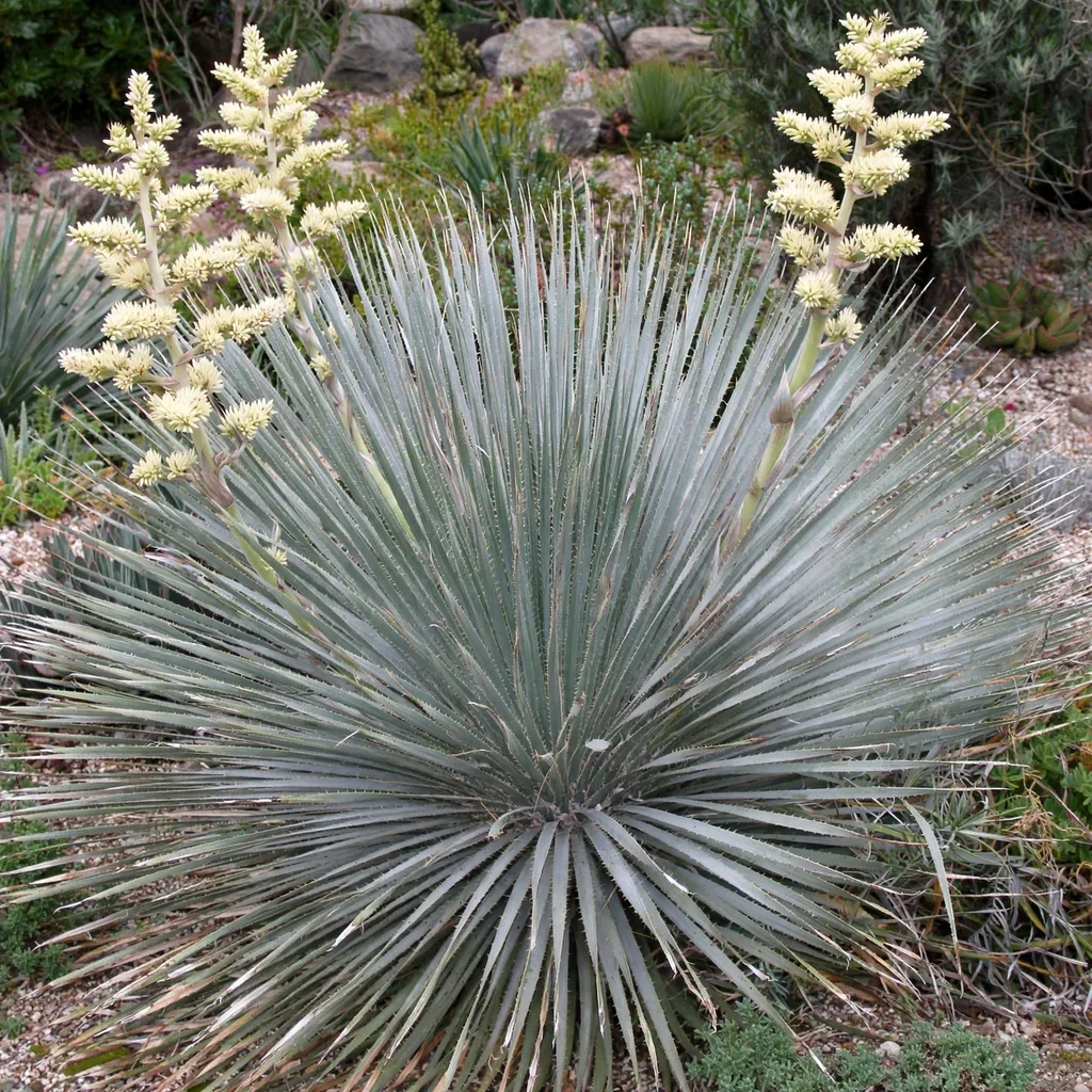 Durango Sotol