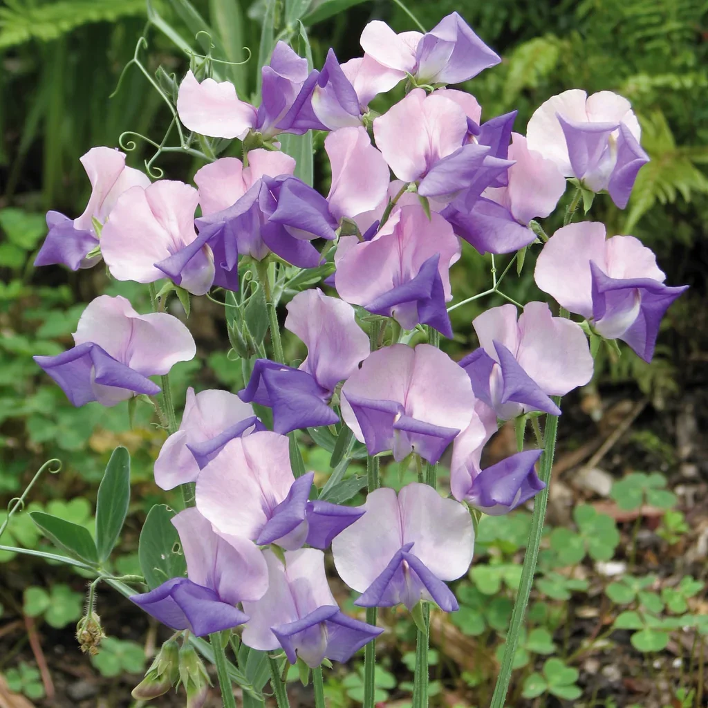 Erewhon Sweet Pea