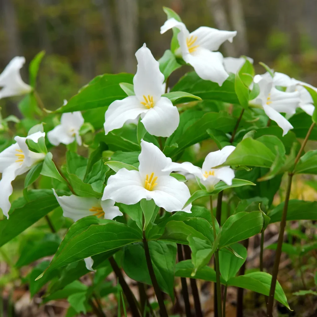 Great White Trillium