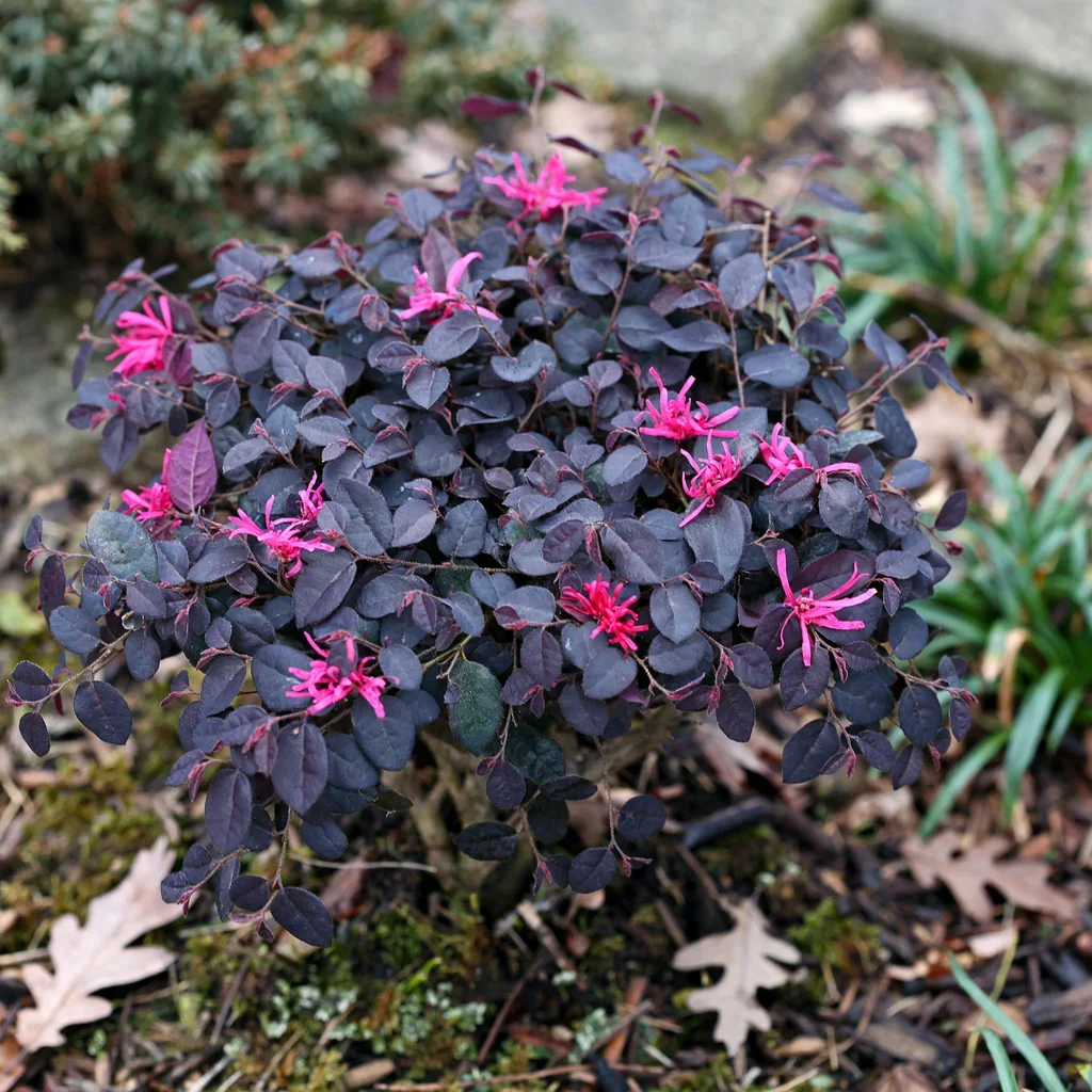 Jazz Hands Mini Chinese Fringe Flower