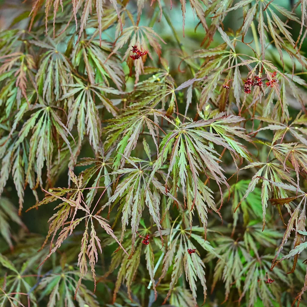 Ice Dragon Japanese Maple