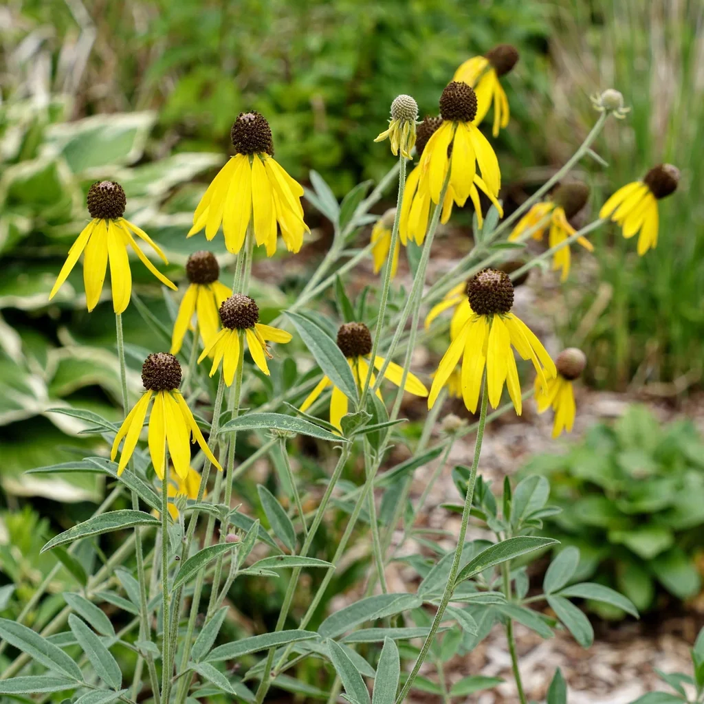 Pinnate Prairie Coneflower