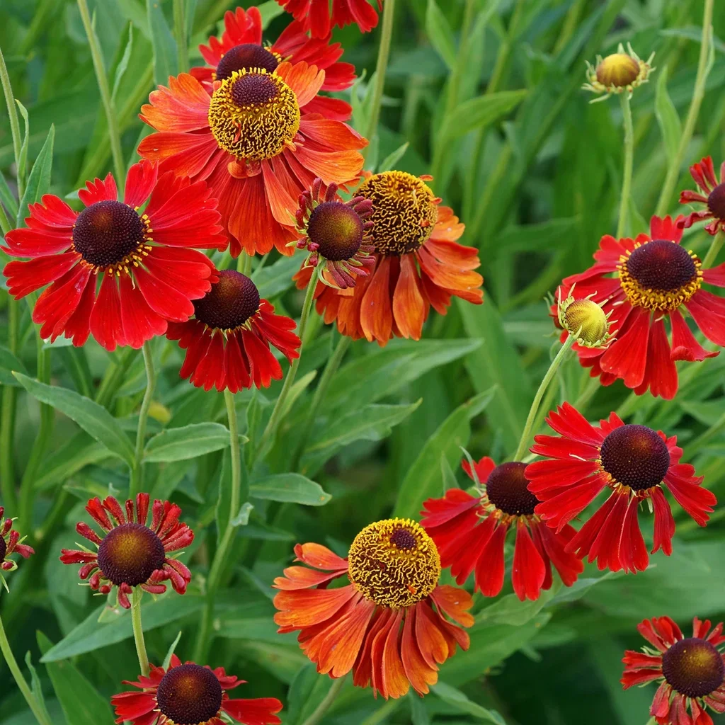 Sneezeweed 'Hot Lava'