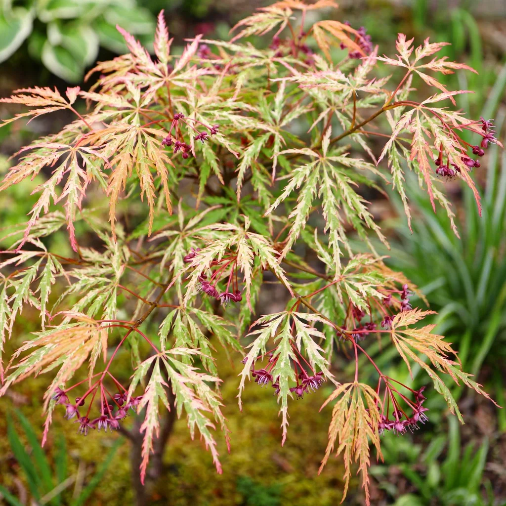 Esk Sunset Japanese Maple
